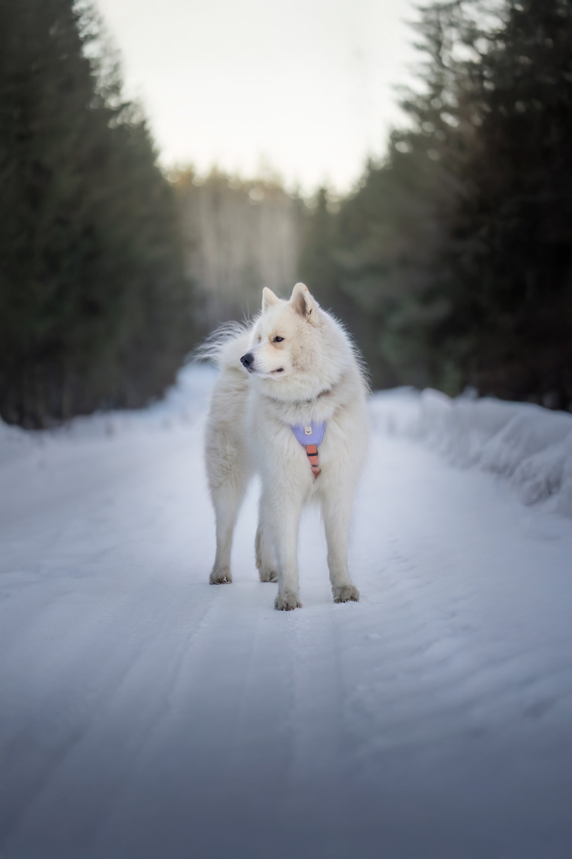 A fluffy white dog stands on a snowy path surrounded by trees, looking off to the side.