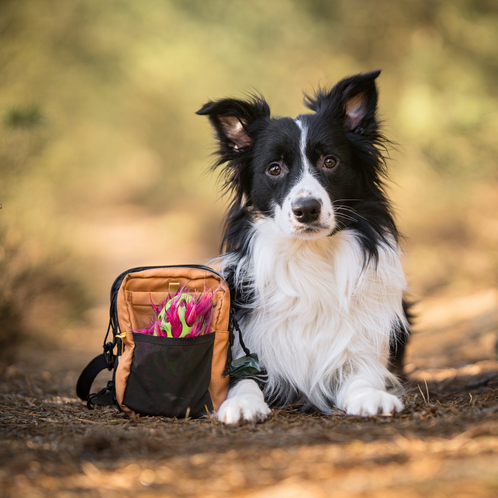 A black and white dog lies next to a tan bag with pink flowers sticking out of its front pocket.