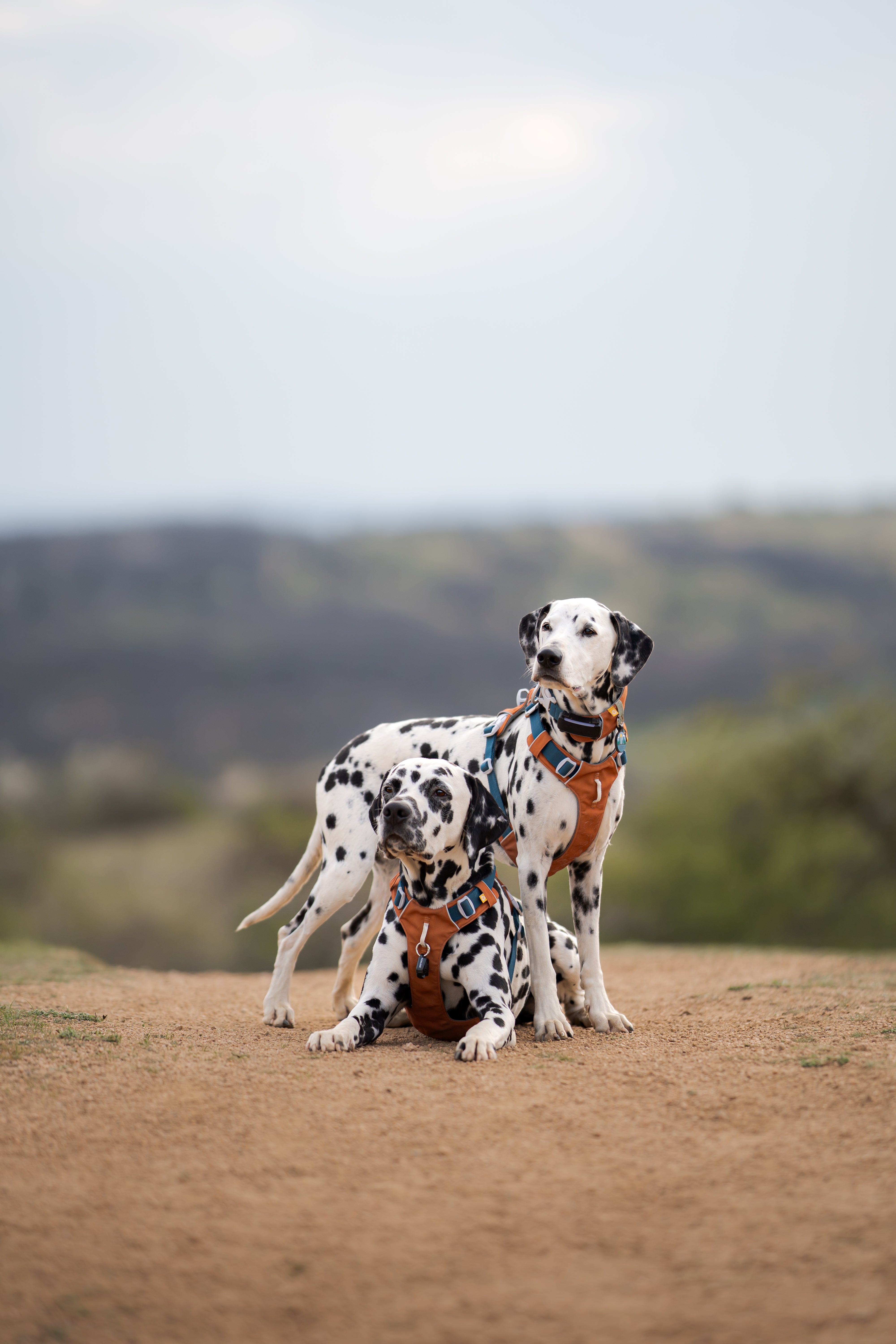 Two Dalmatians wearing orange harnesses stand together on a dirt path with a blurred landscape in the background.