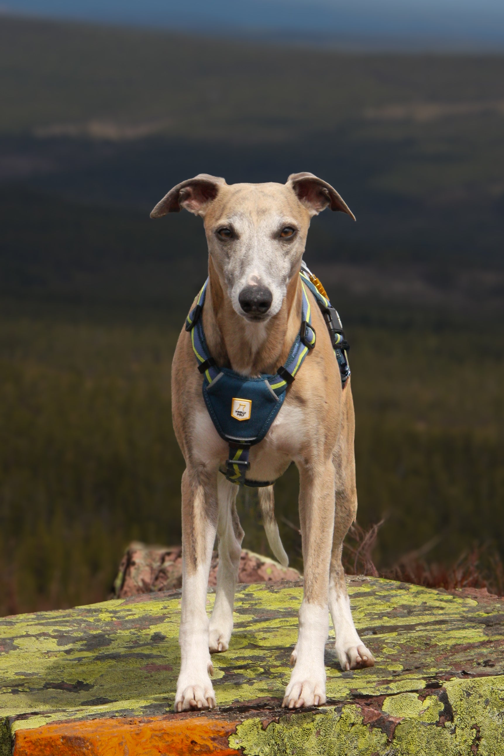 A tan and white dog wearing a blue harness stands on a mossy rock with a forest in the background.
