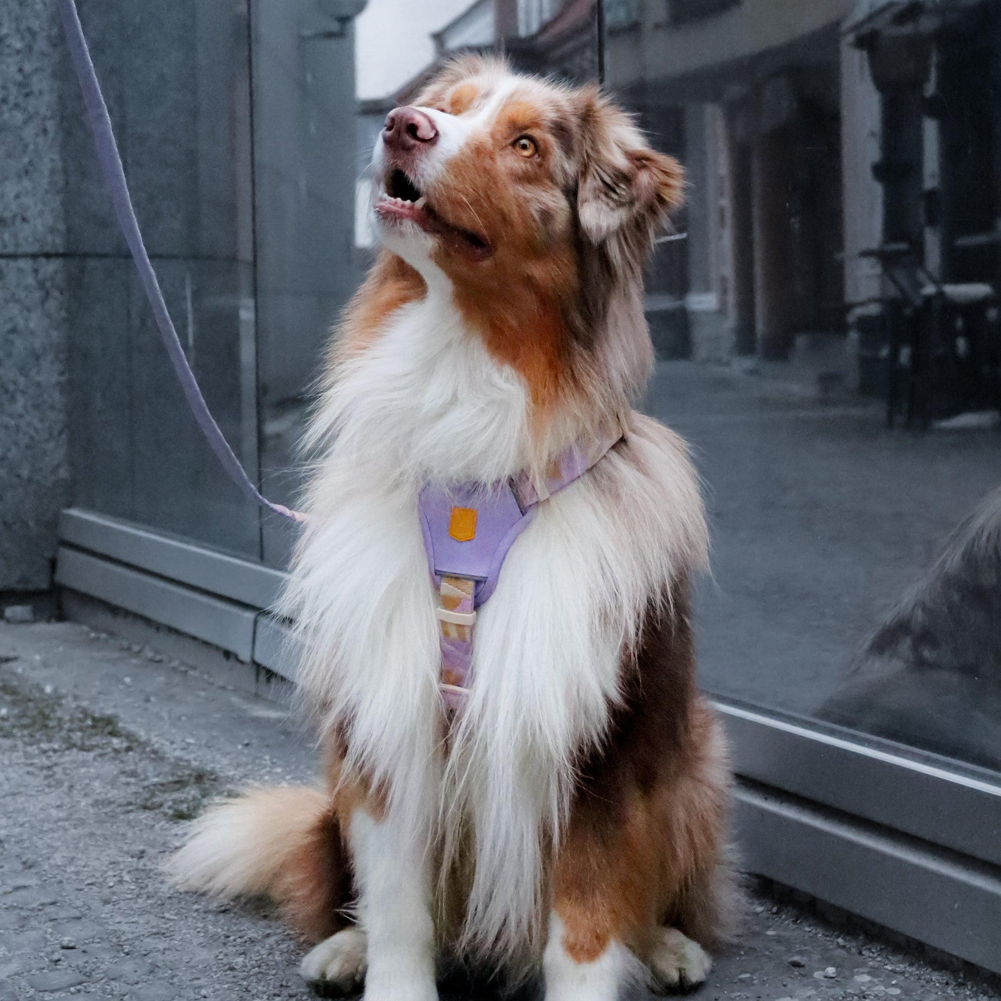 A fluffy brown and white dog wearing a harness sits by a building, looking up attentively.