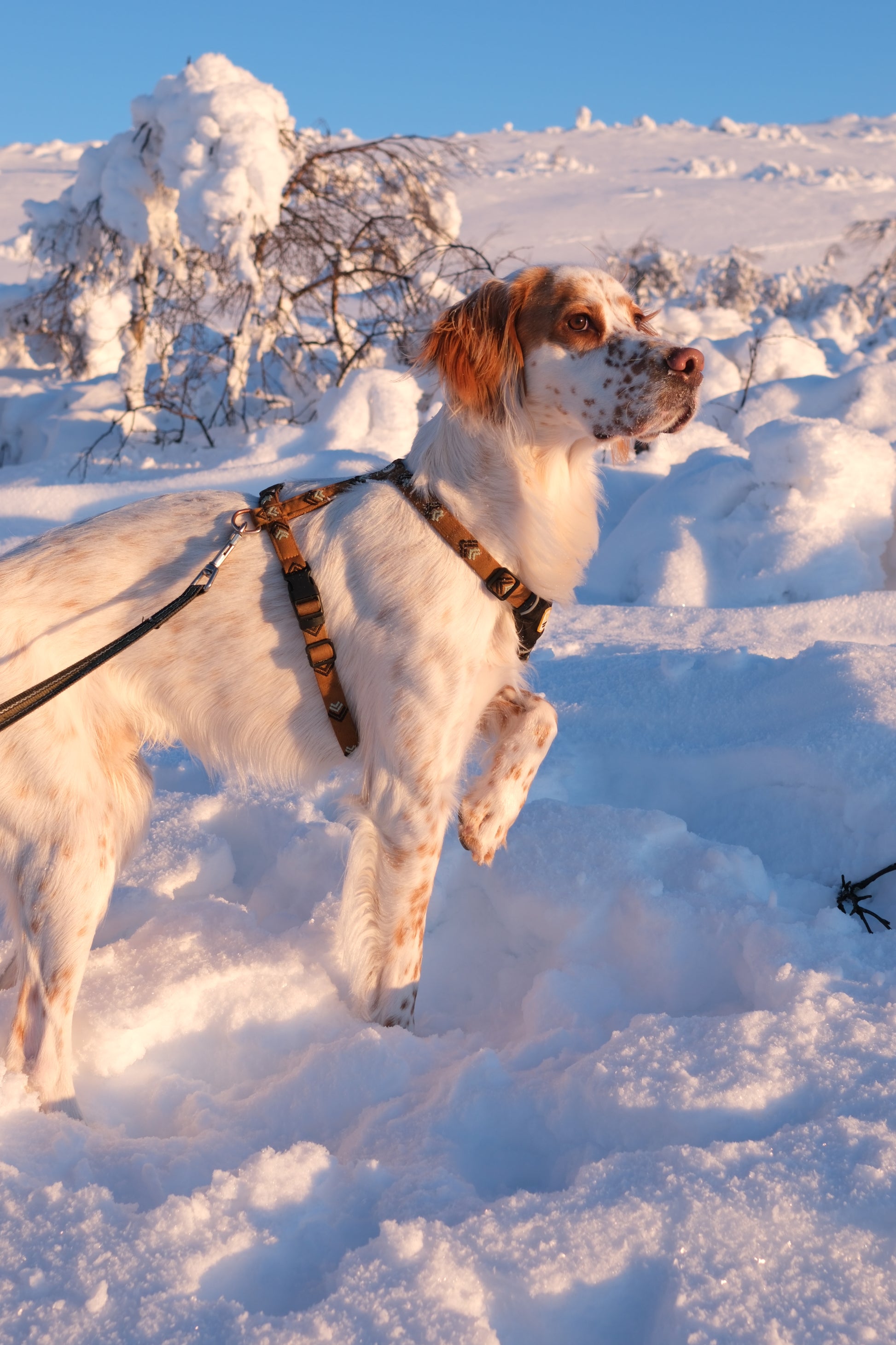 White and brown dog standing in deep snow with one paw raised, wearing a harness on a sunny winter day.