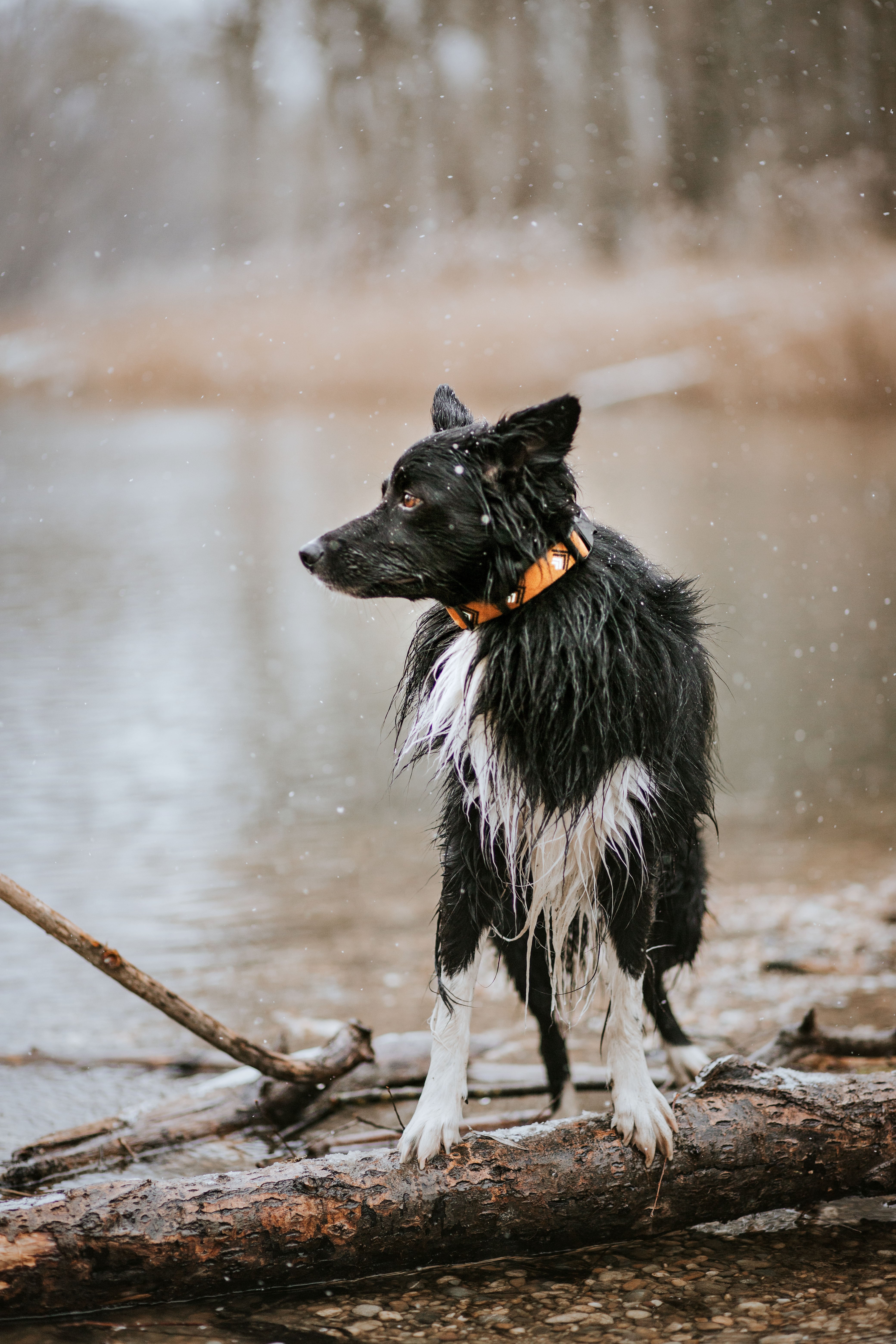 Wet black and white dog with an orange collar stands on a log by the water on a snowy day.