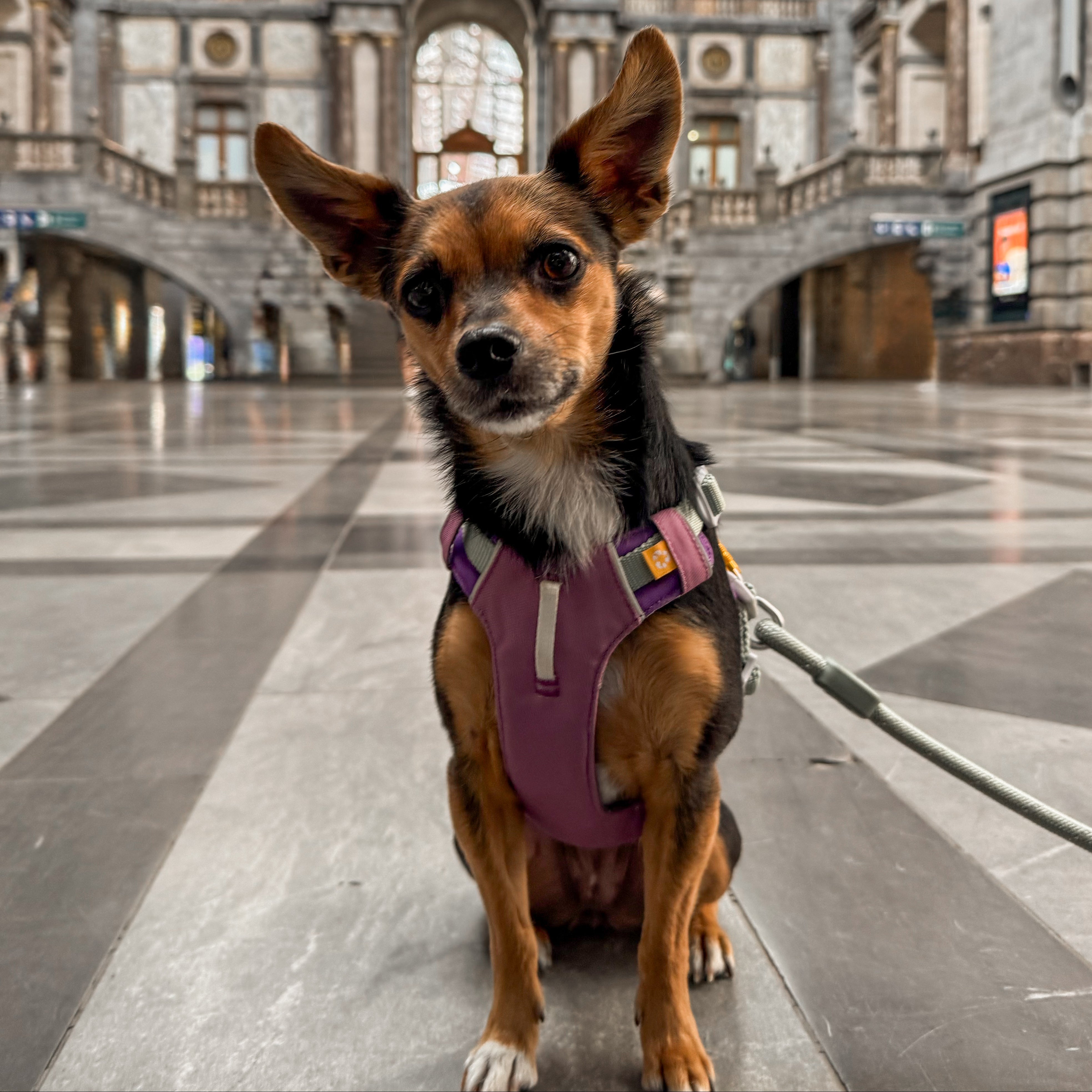 Small dog in a purple harness sits on a marble floor inside a grand, ornate train station.