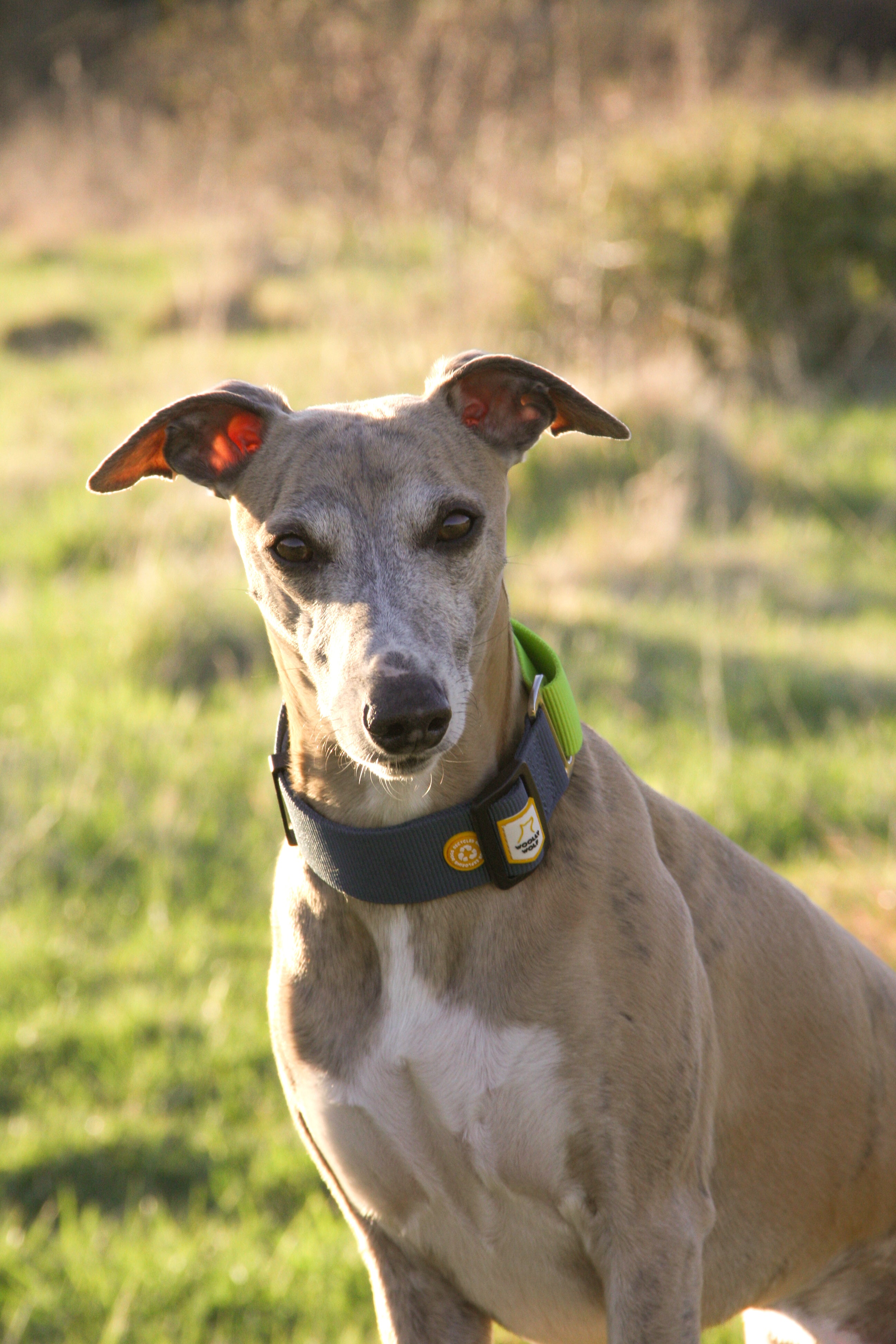 A tan Greyhound wearing a collar stands outside on a sunny day with grass in the background.