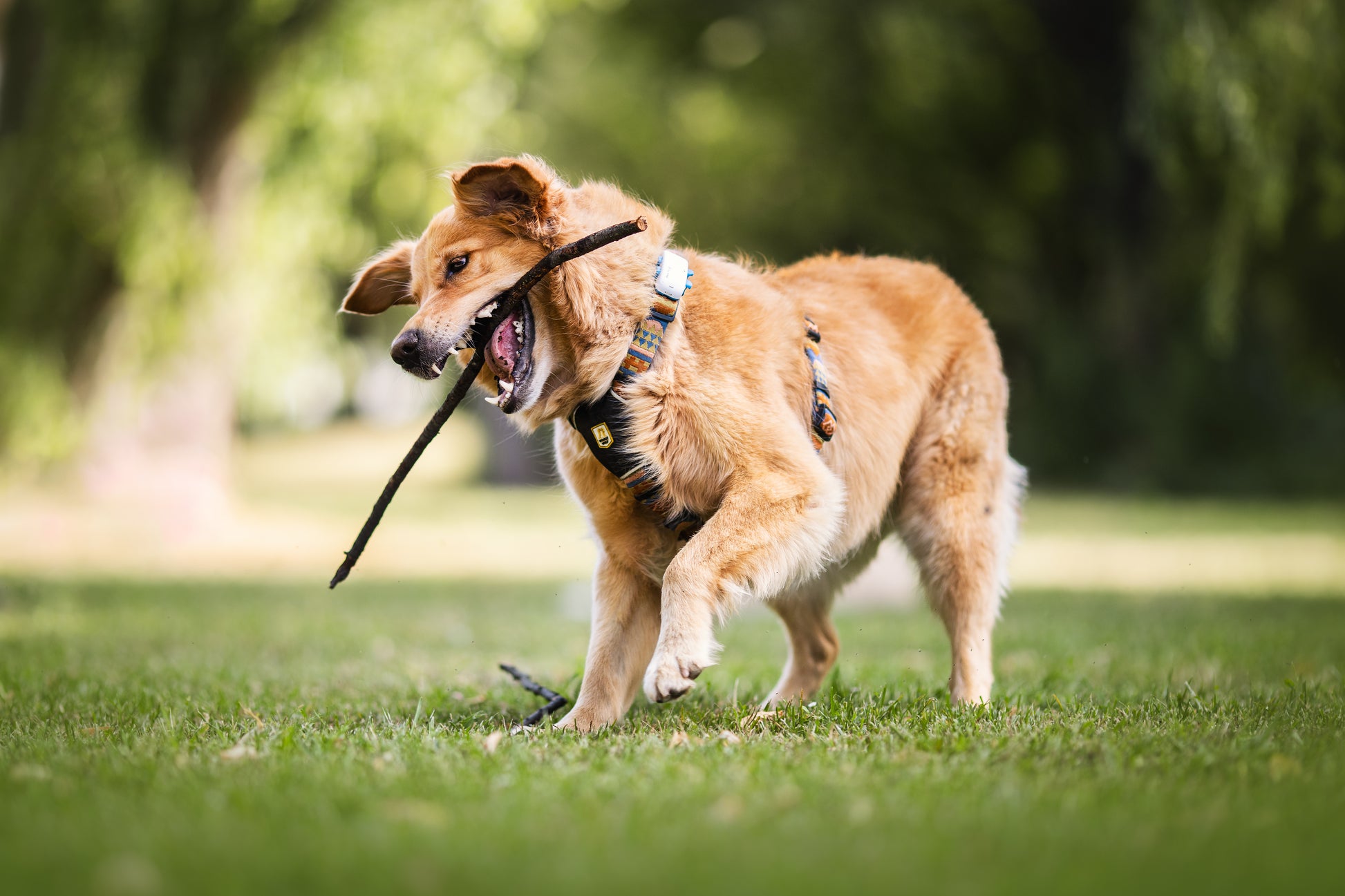 Golden retriever running on grass with a stick in its mouth, wearing a harness, in a park setting.