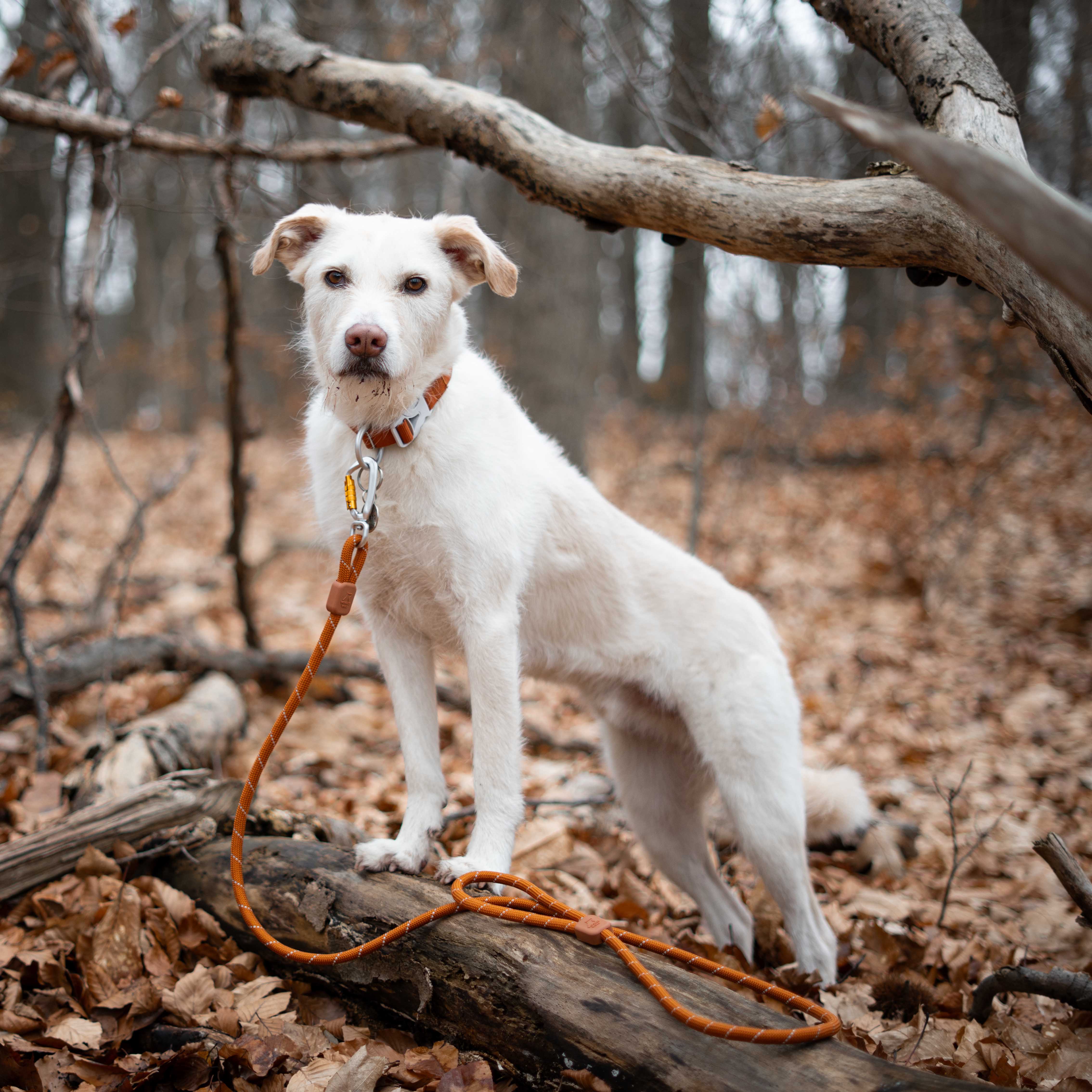A white dog with a brown leash stands on a log in a forest covered with fallen leaves.