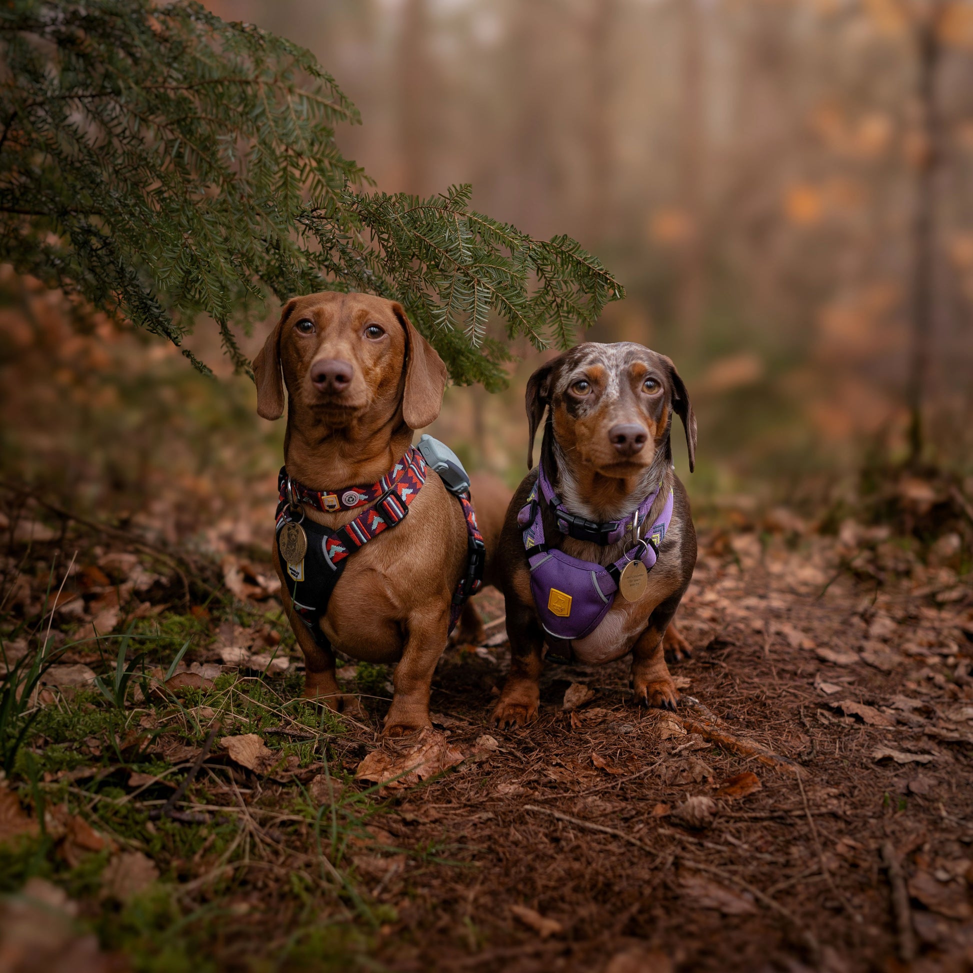 Two dachshunds wearing harnesses sit on a forest floor surrounded by trees and fallen leaves.