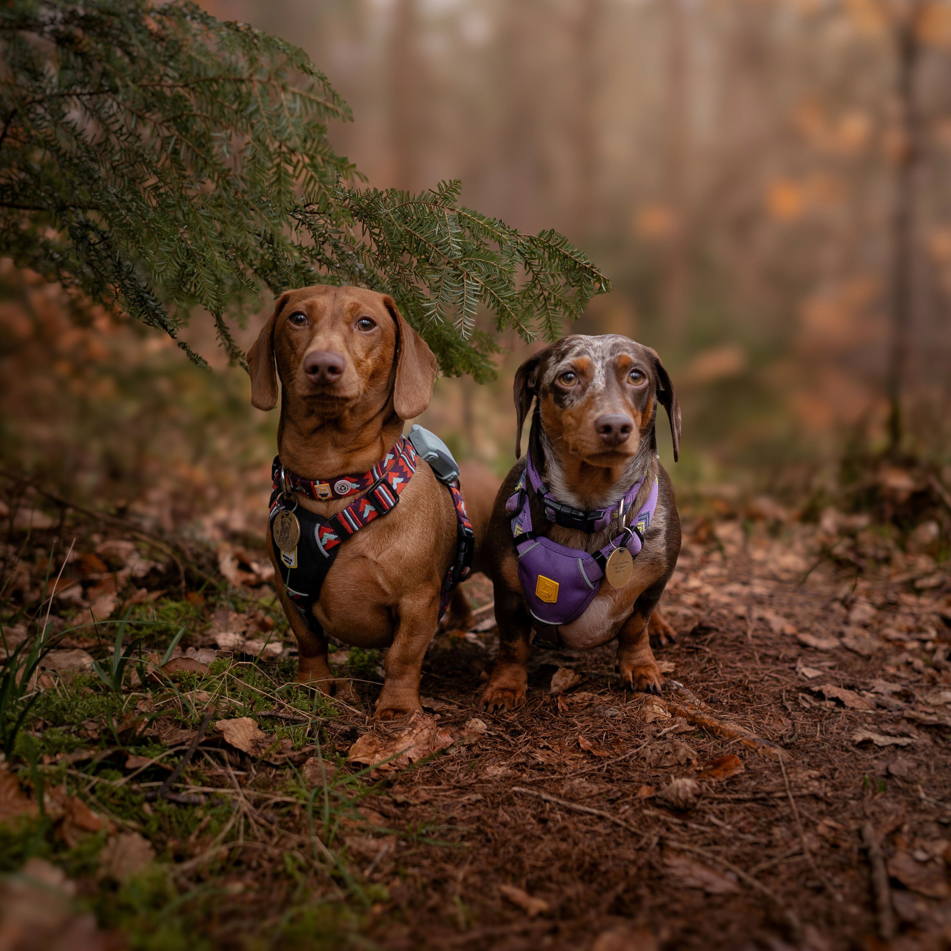 Two dachshunds wearing harnesses sit on a forest floor surrounded by trees and fallen leaves.