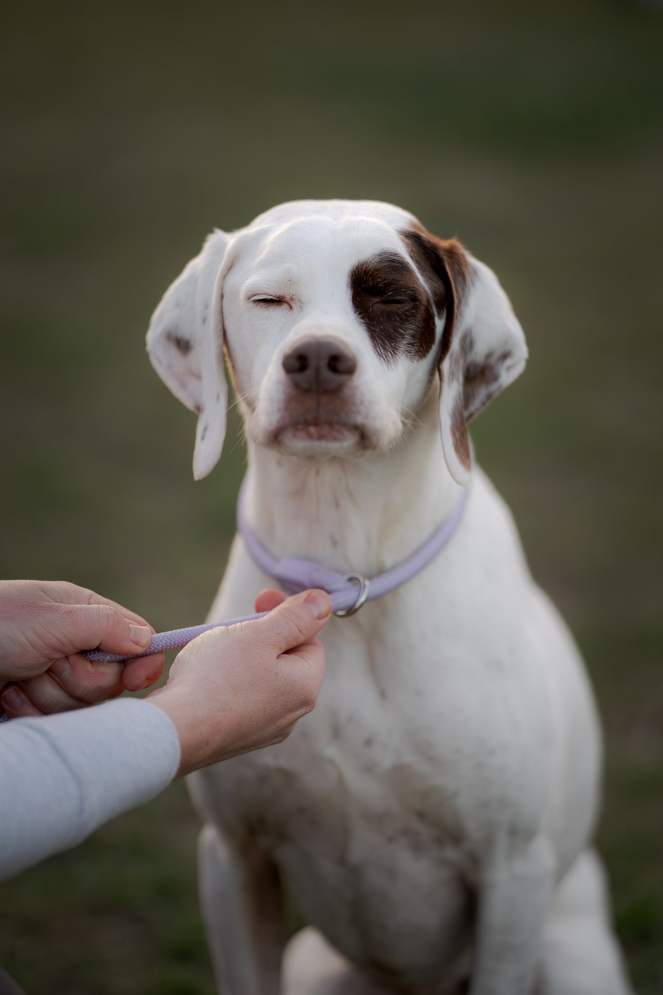 A white dog with a dark spot over one eye sits calmly as someone fastens its collar.