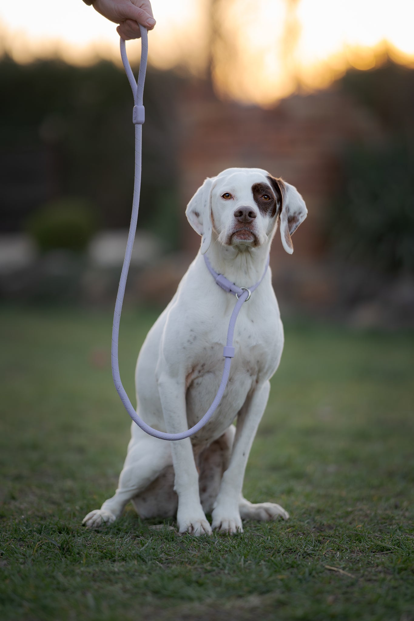 White dog with a brown spot on its face sits on grass at sunset, attached to a purple leash held by a person.