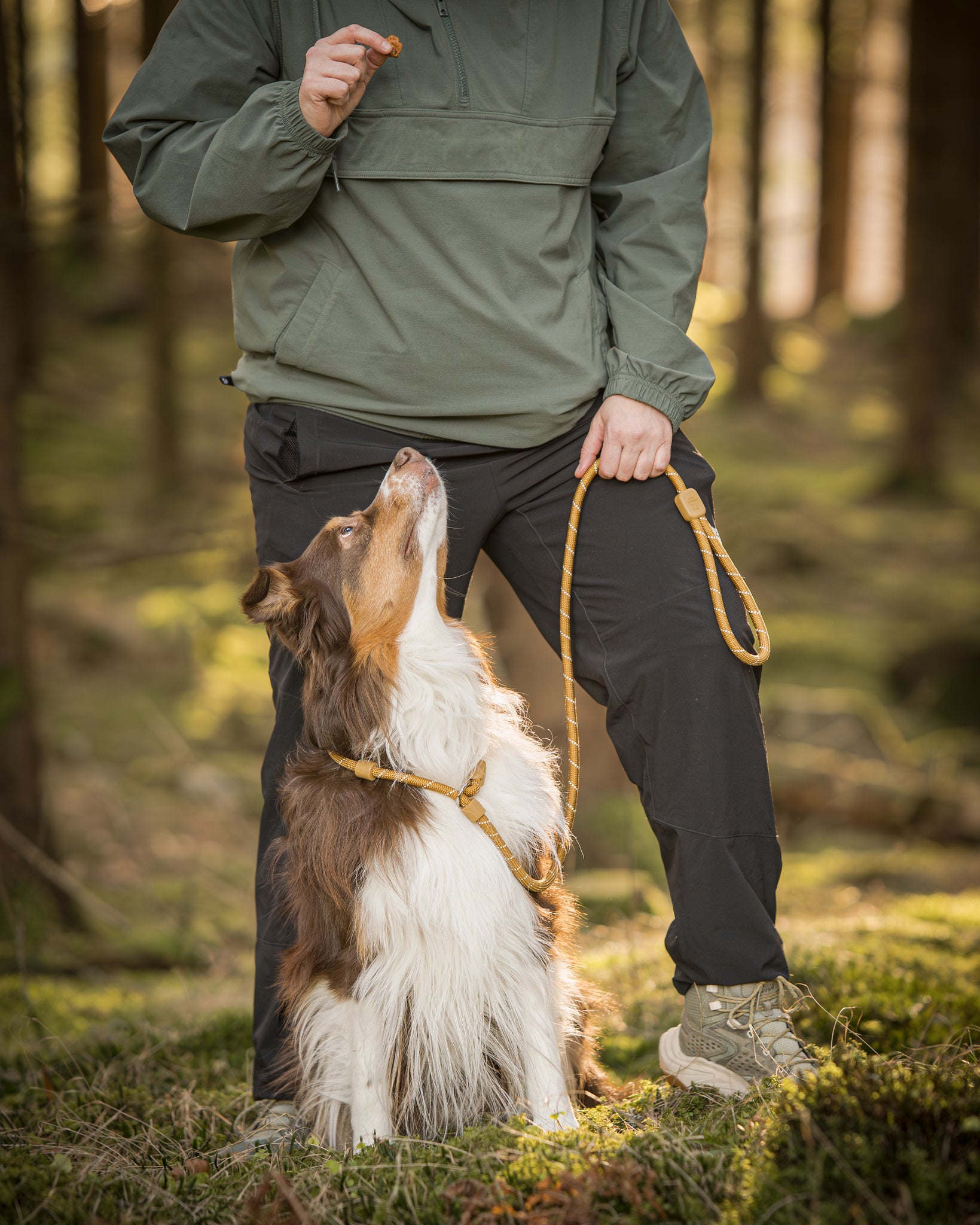 A dog sits attentively by a person holding a treat and leash in a sunlit forest.