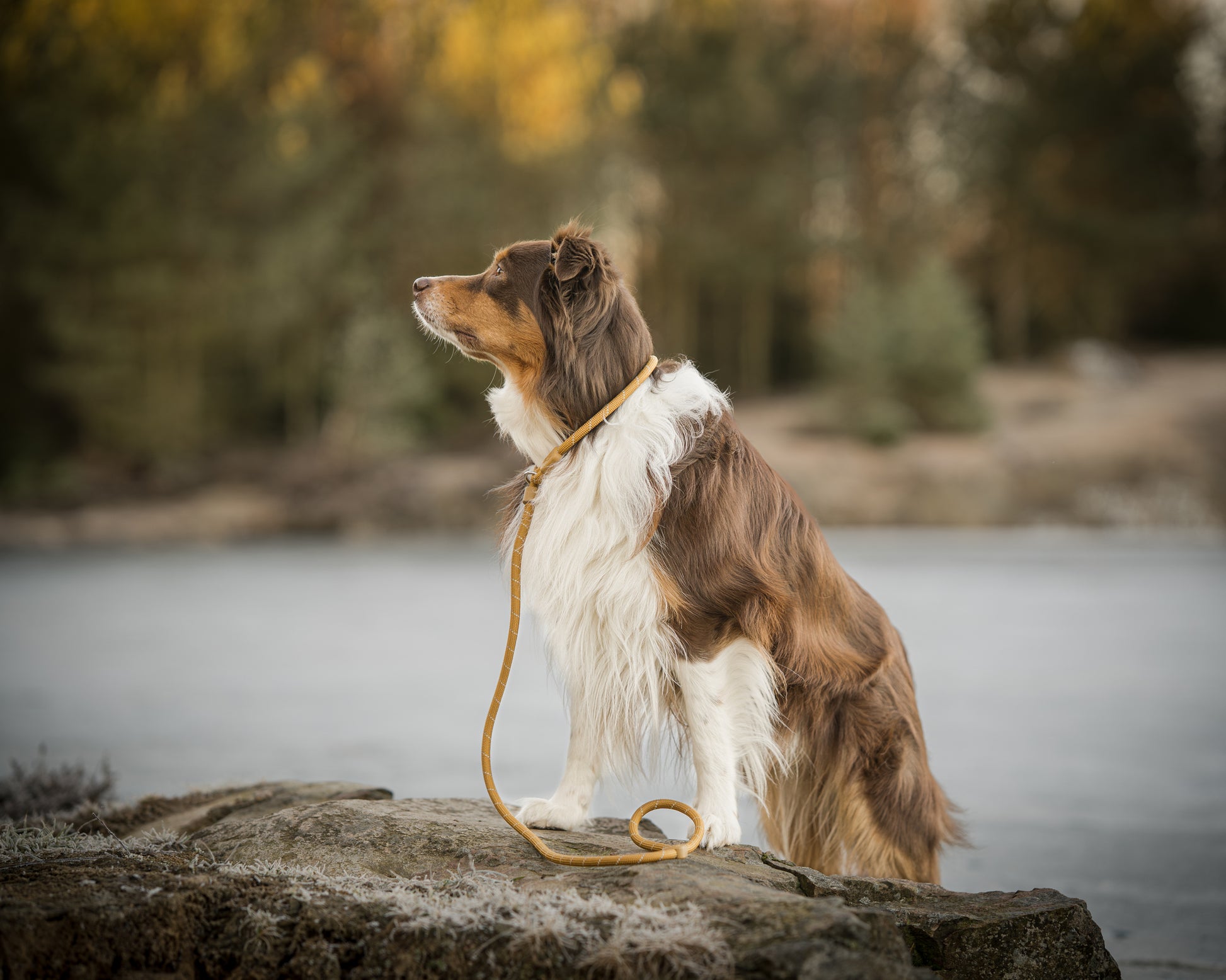 A brown and white dog with a leash sits on a rock, looking off to the left in an outdoor setting.