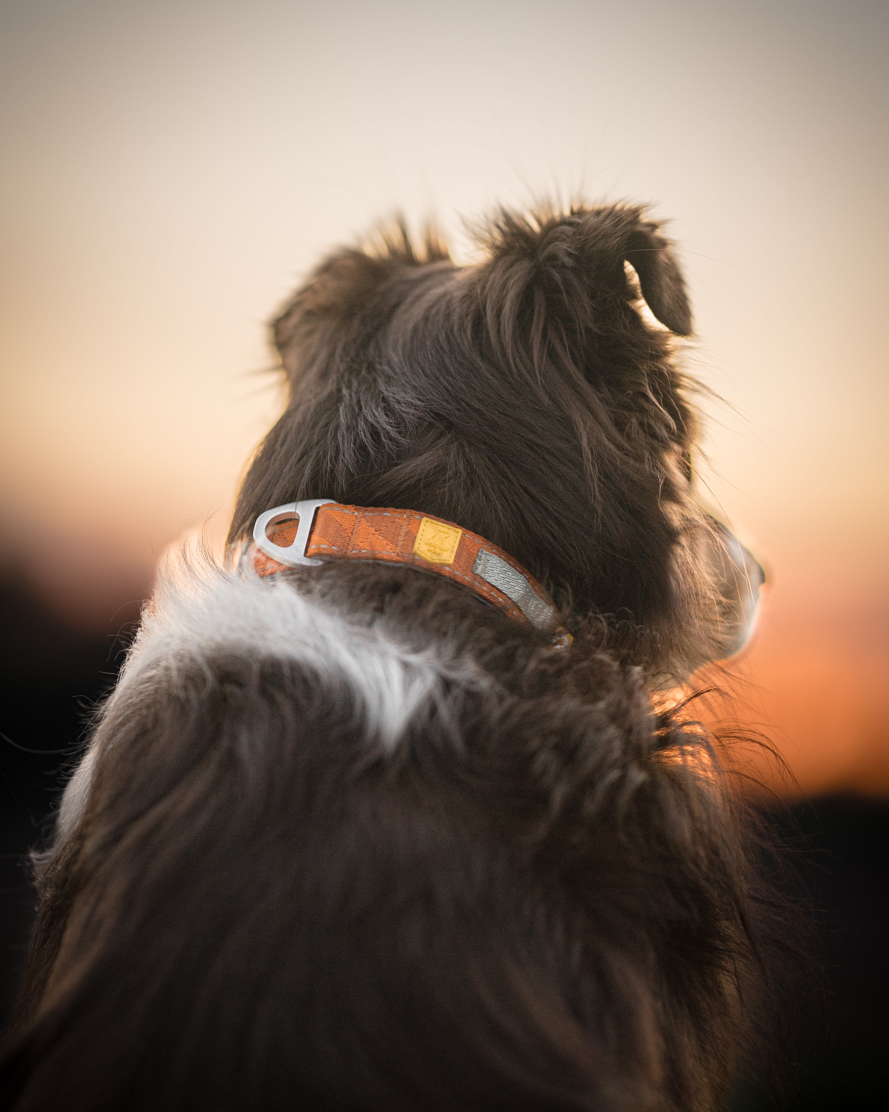 A dog with a brown collar looks into the distance at sunset, photographed from behind.