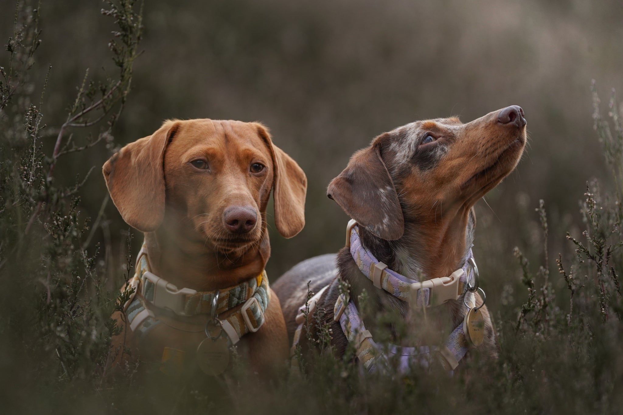 Two dachshund dogs wearing collars sit in tall grass; one looks forward, the other looks up.