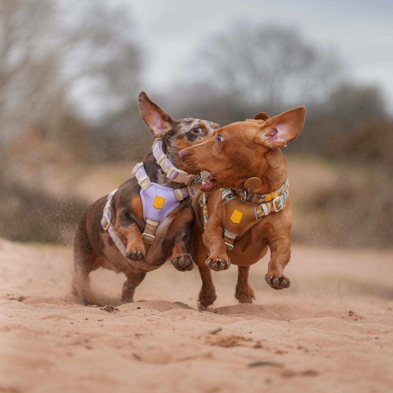 Two dachshunds wearing harnesses run playfully together on a sandy path outdoors.