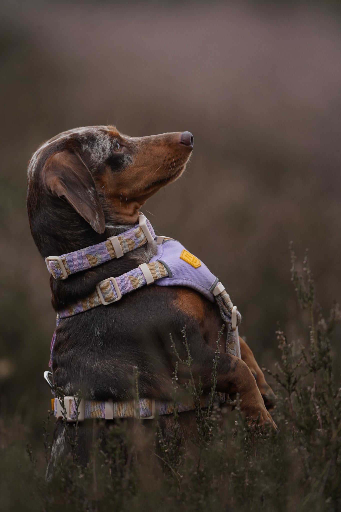 Dachshund wearing a purple harness stands upright in a grassy field, looking alert.