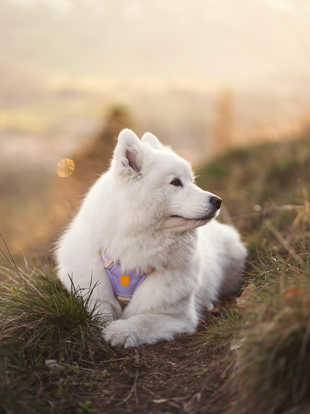 Fluffy white dog lying on grass, wearing a lavender harness, looking to the right in soft sunlight.