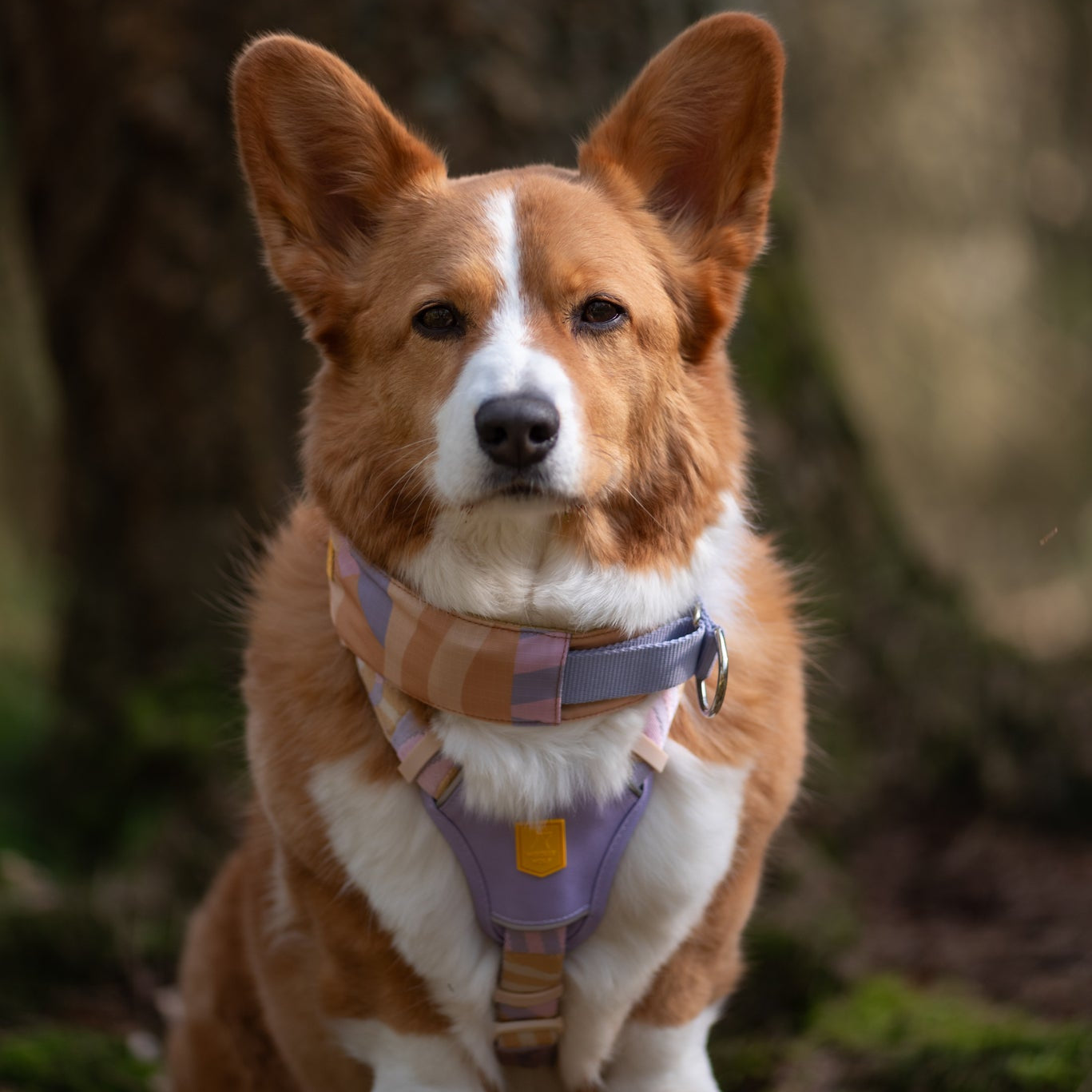 A corgi wearing a colorful harness sits outdoors in front of a tree, looking at the camera.