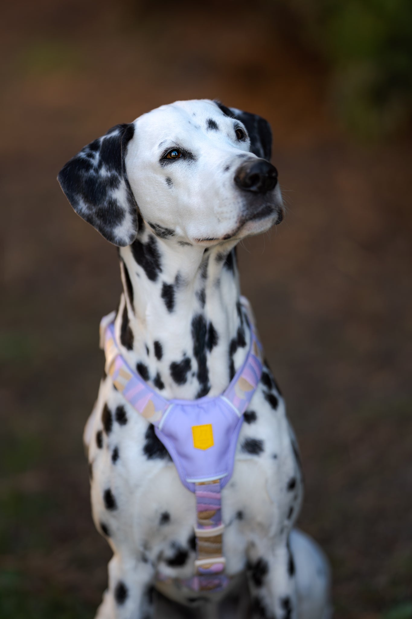 Dalmatian dog wearing a purple harness sits outdoors, looking slightly upward with a curious expression.