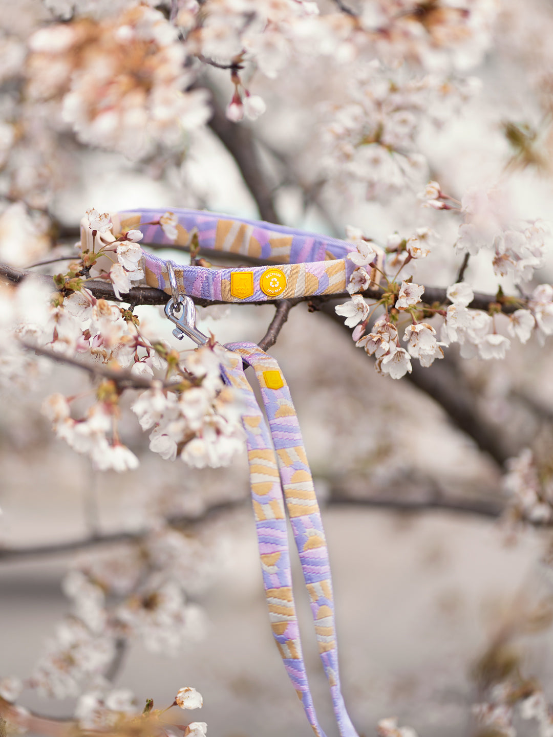 A pastel-patterned dog leash draped over a blooming cherry blossom tree branch.