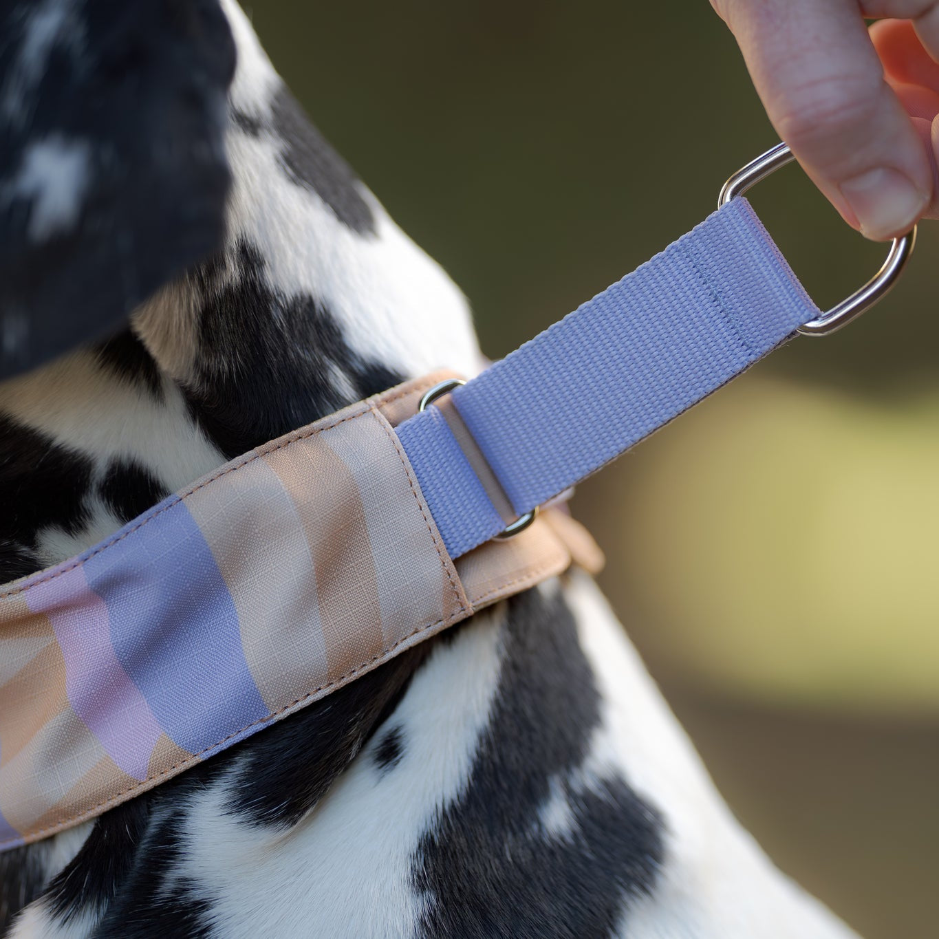 A hand holds a lavender collar on a black and white dogs neck.