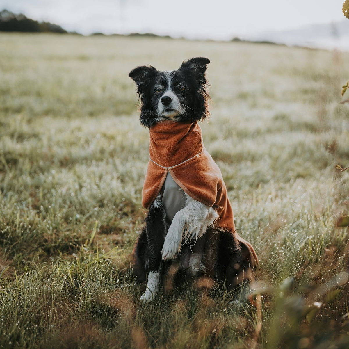 A black and white dog wearing an orange fleece sweater sits in a grassy field with one paw raised.