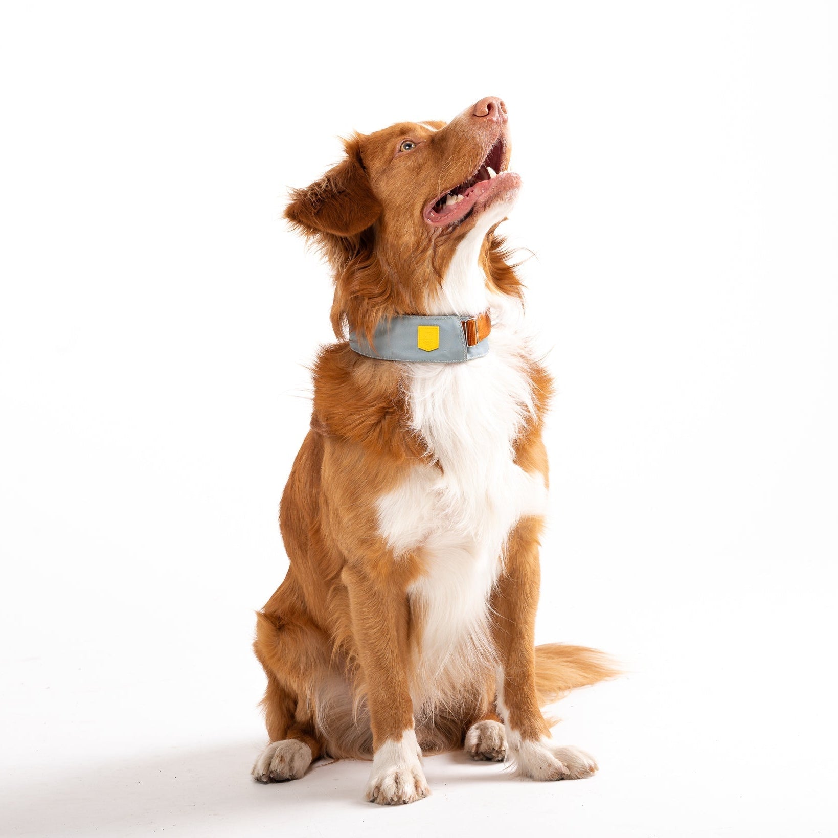 A brown and white dog with a fluffy coat sits on a white background, wearing the Alpha 360 Dog Collar in Glacier Green and looking upward.