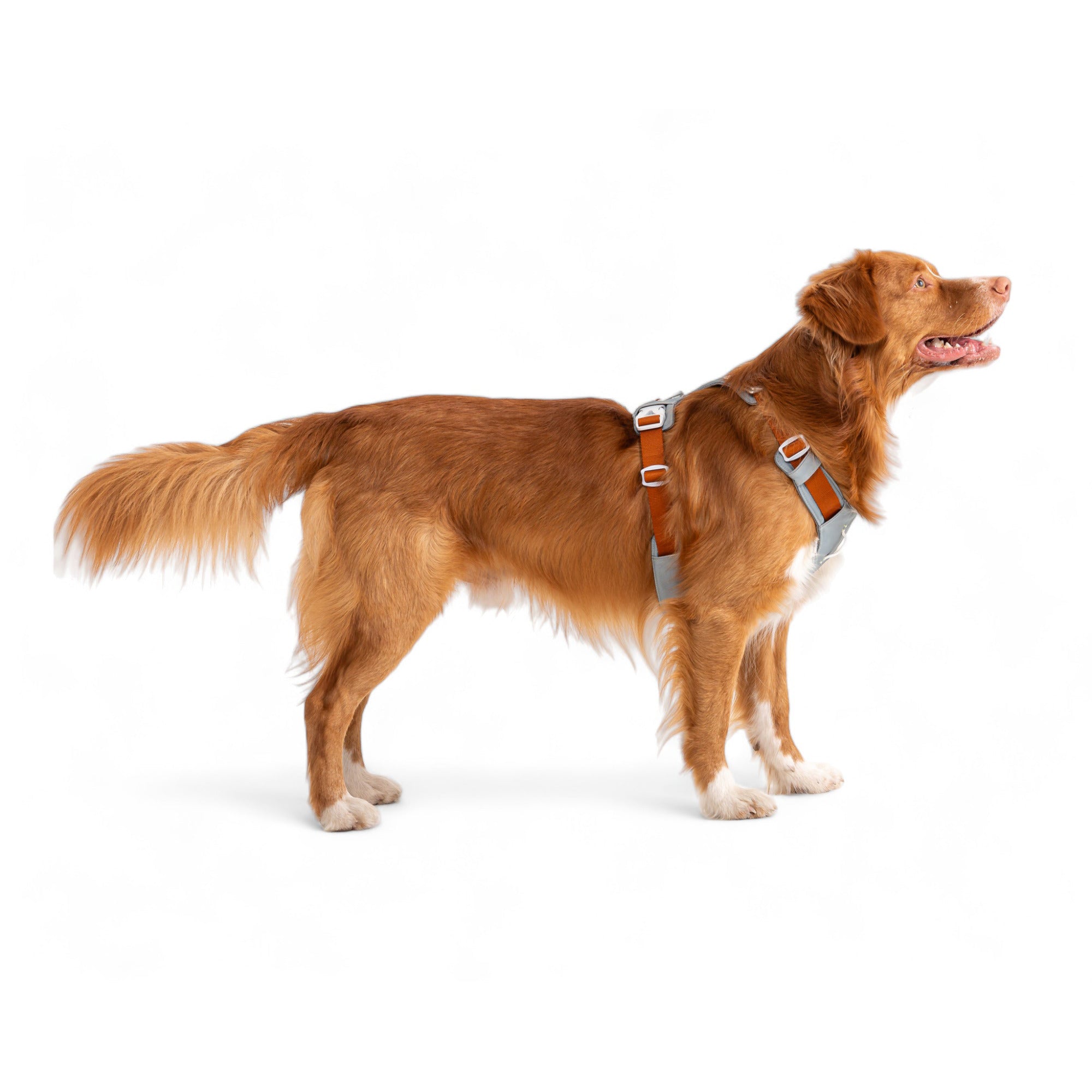 A Nova Scotia Duck Tolling Retriever in a gray and orange harness stands on a white background.