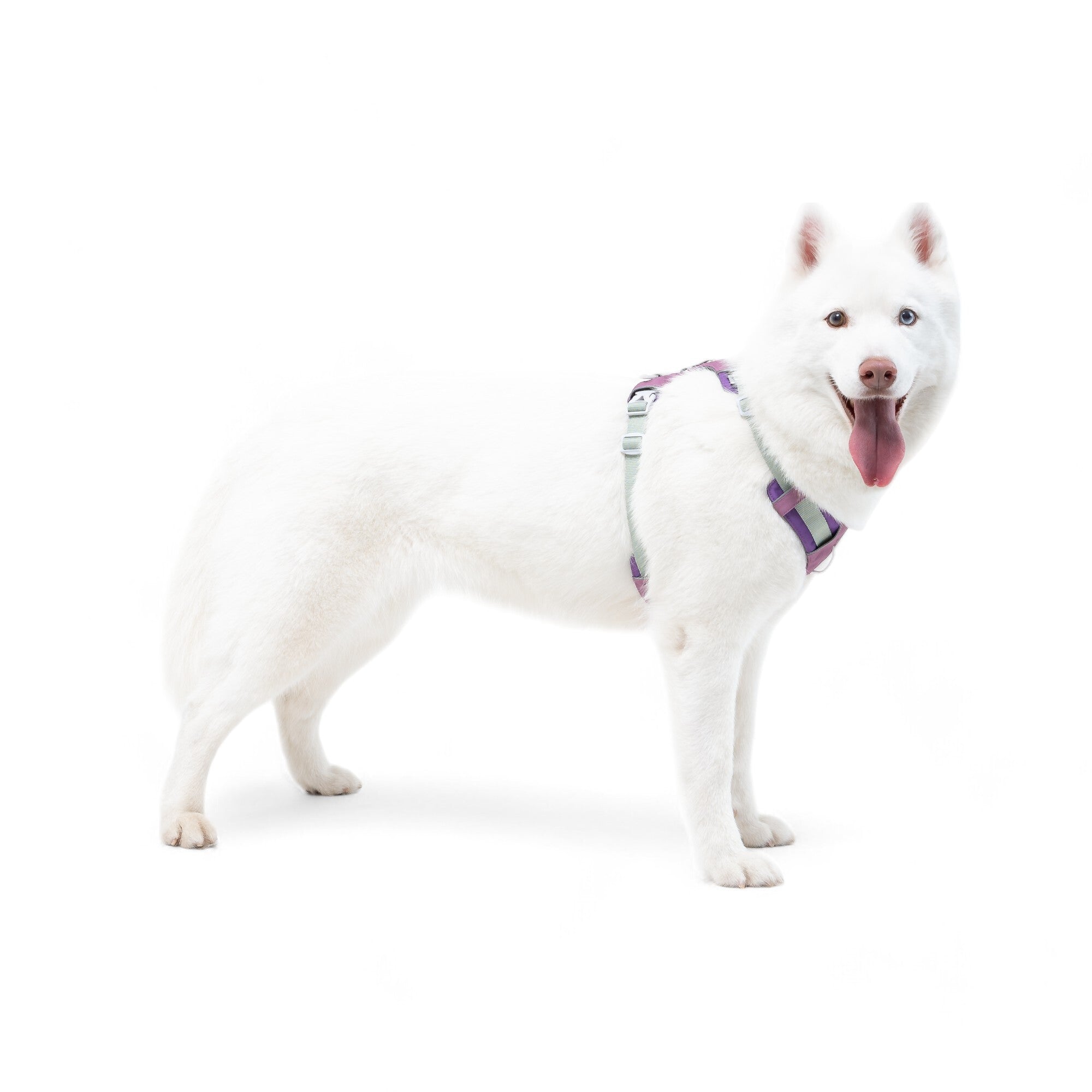 Alpha 360 Harness Mauve Mix - XS