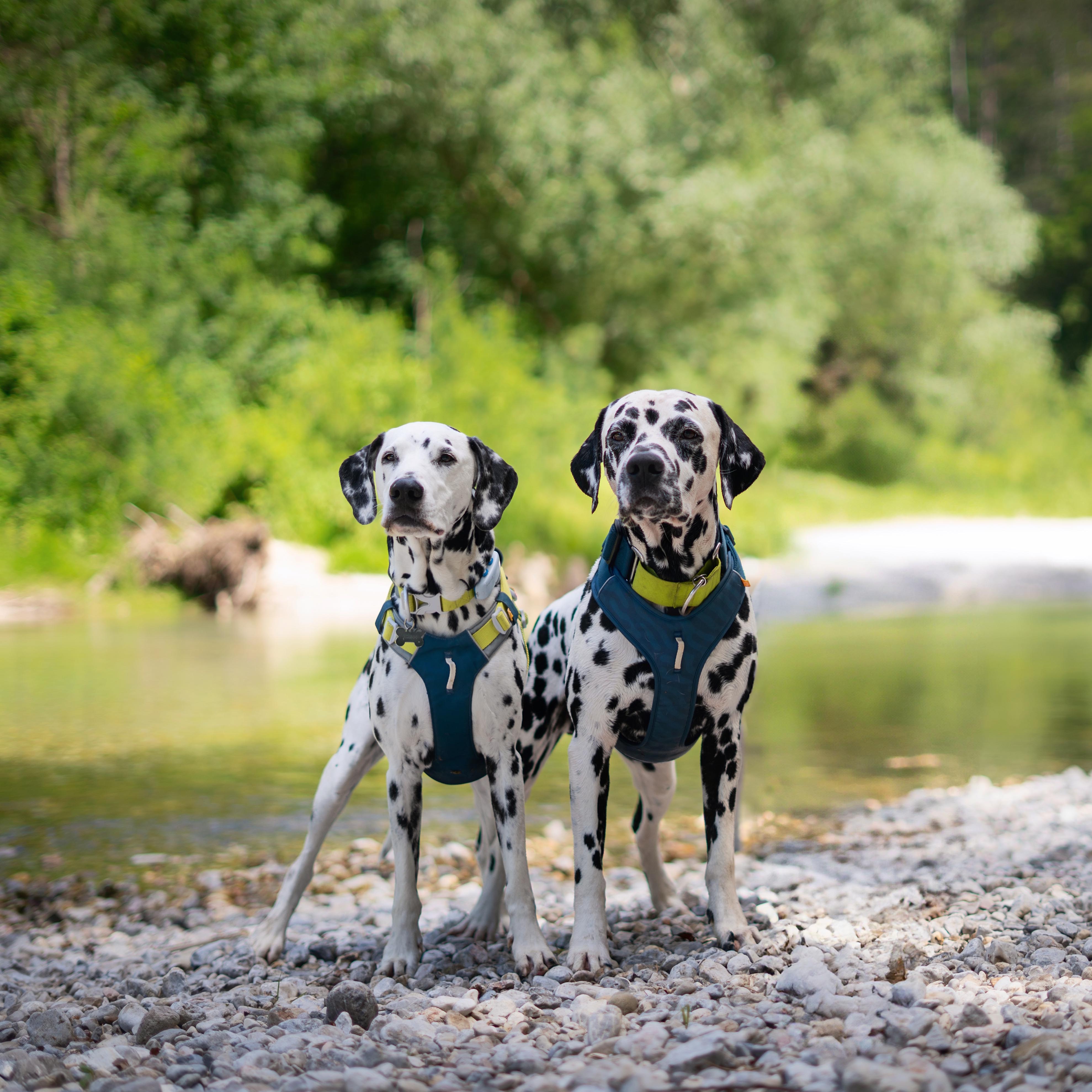 Two Dalmatians wearing harnesses stand on a rocky riverbank, with greenery in the background.