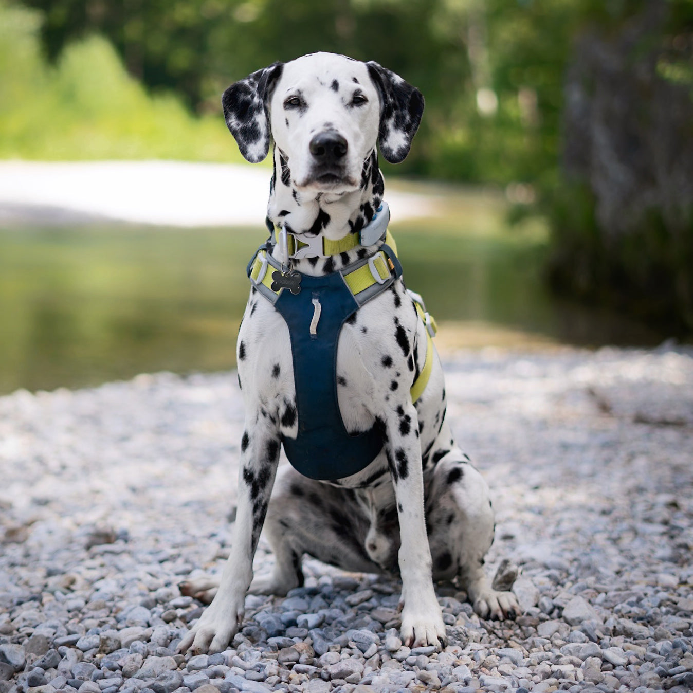 Dalmatian dog wearing a blue and yellow harness sits on pebbles near a river with trees in the background.