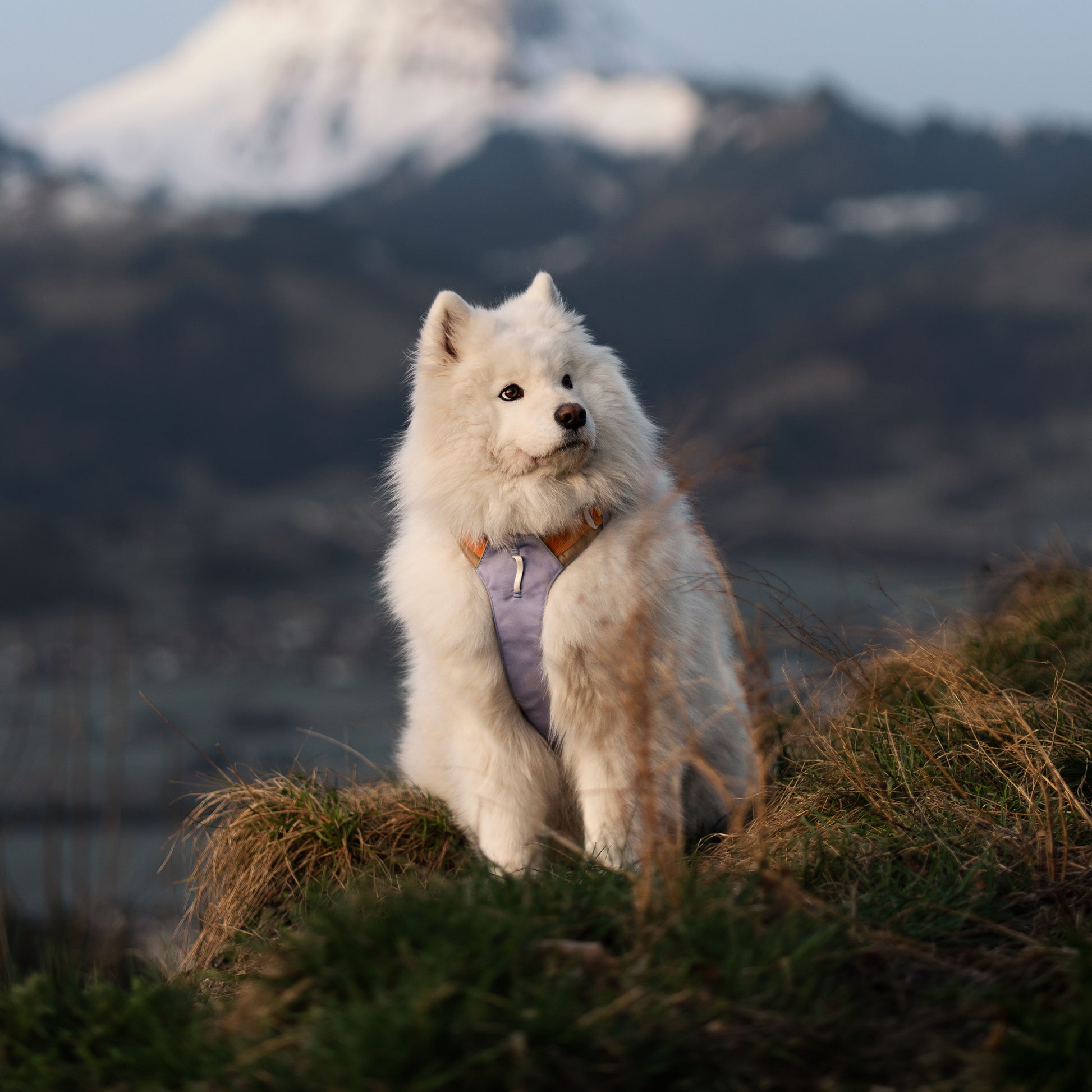 Fluffy white dog wearing a harness sits on grassy hill with snowy mountains in the background.