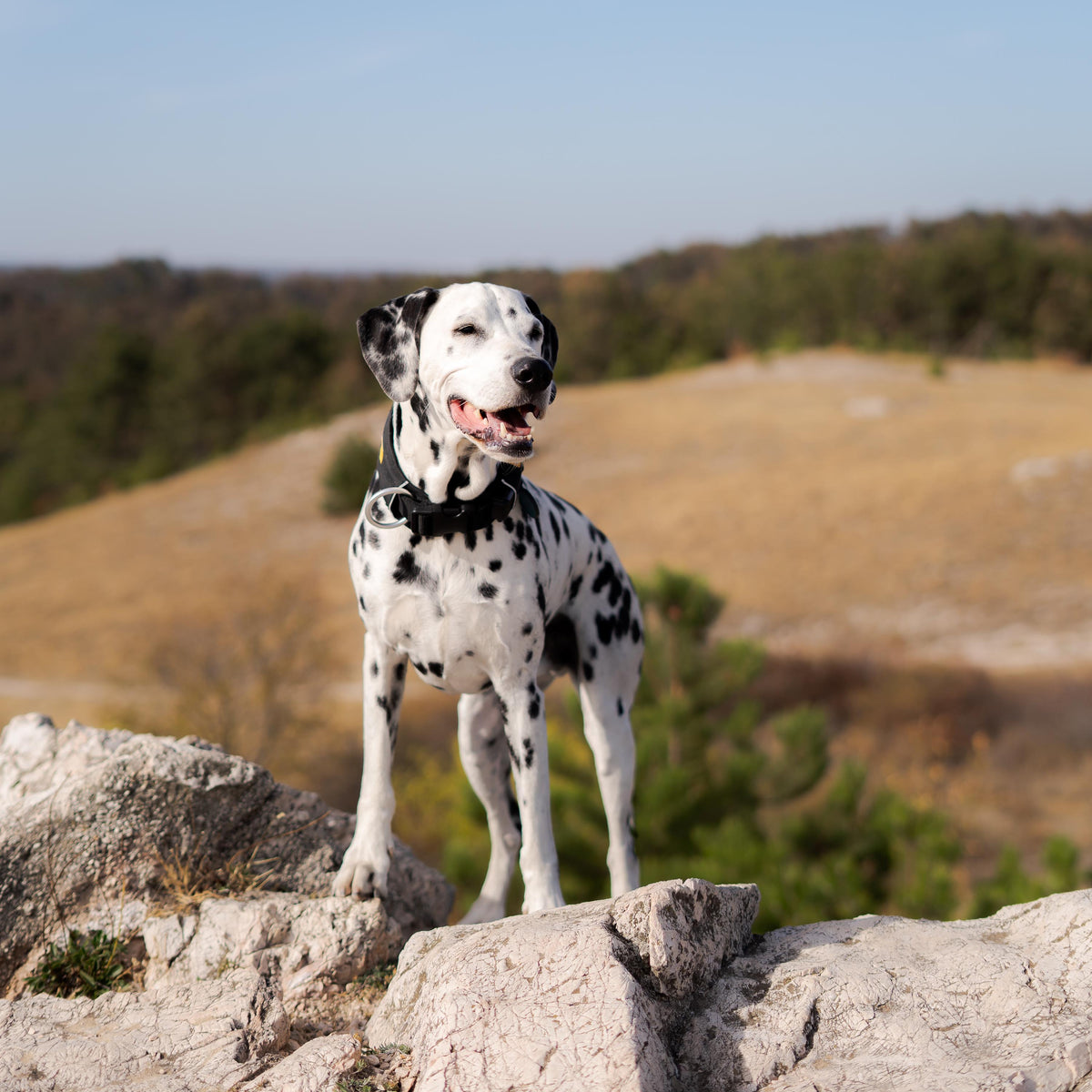 A Dalmatian dog standing on a rocky outcrop overlooking a hilly landscape.