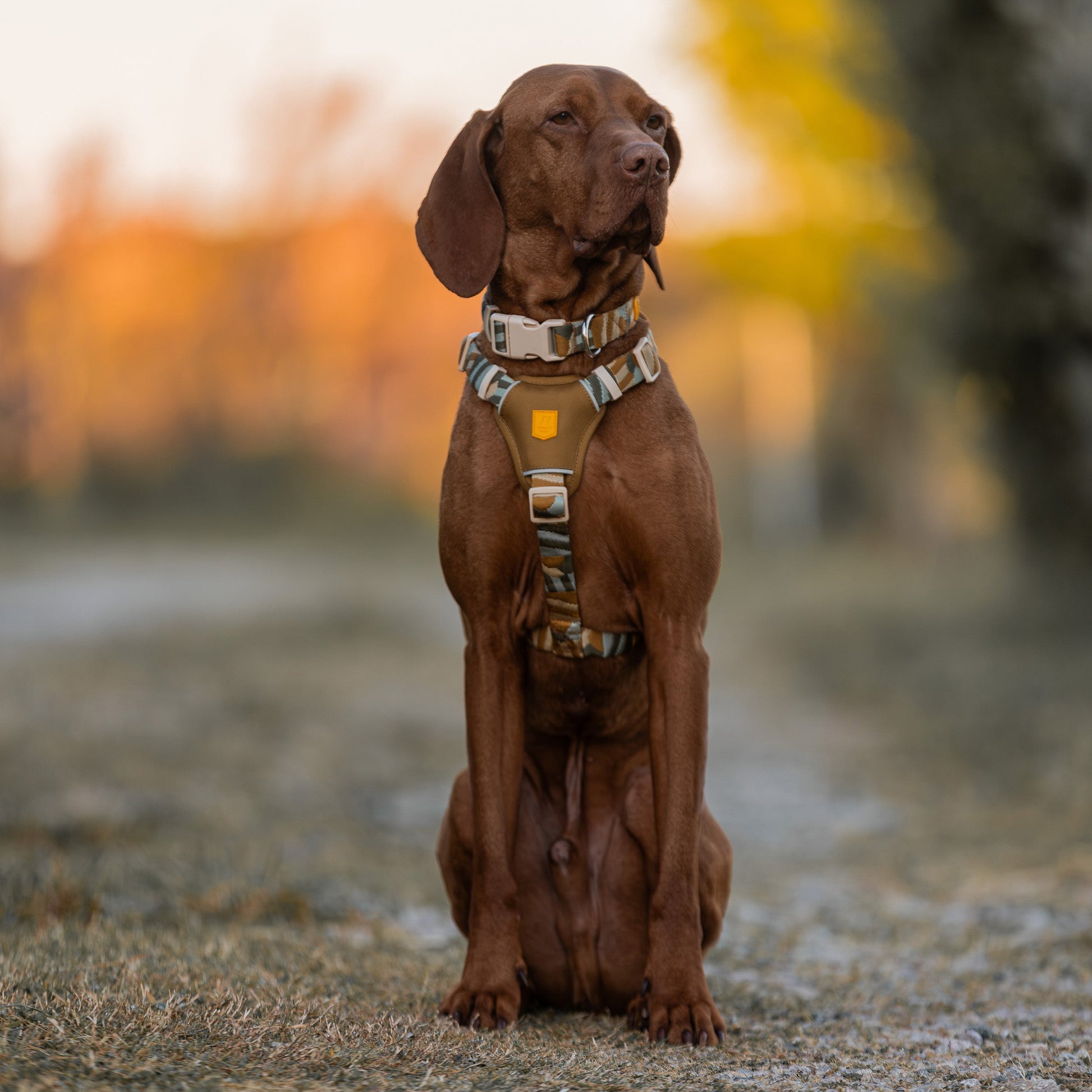 Brown dog wearing a patterned harness sits on a path with a blurred autumn background.