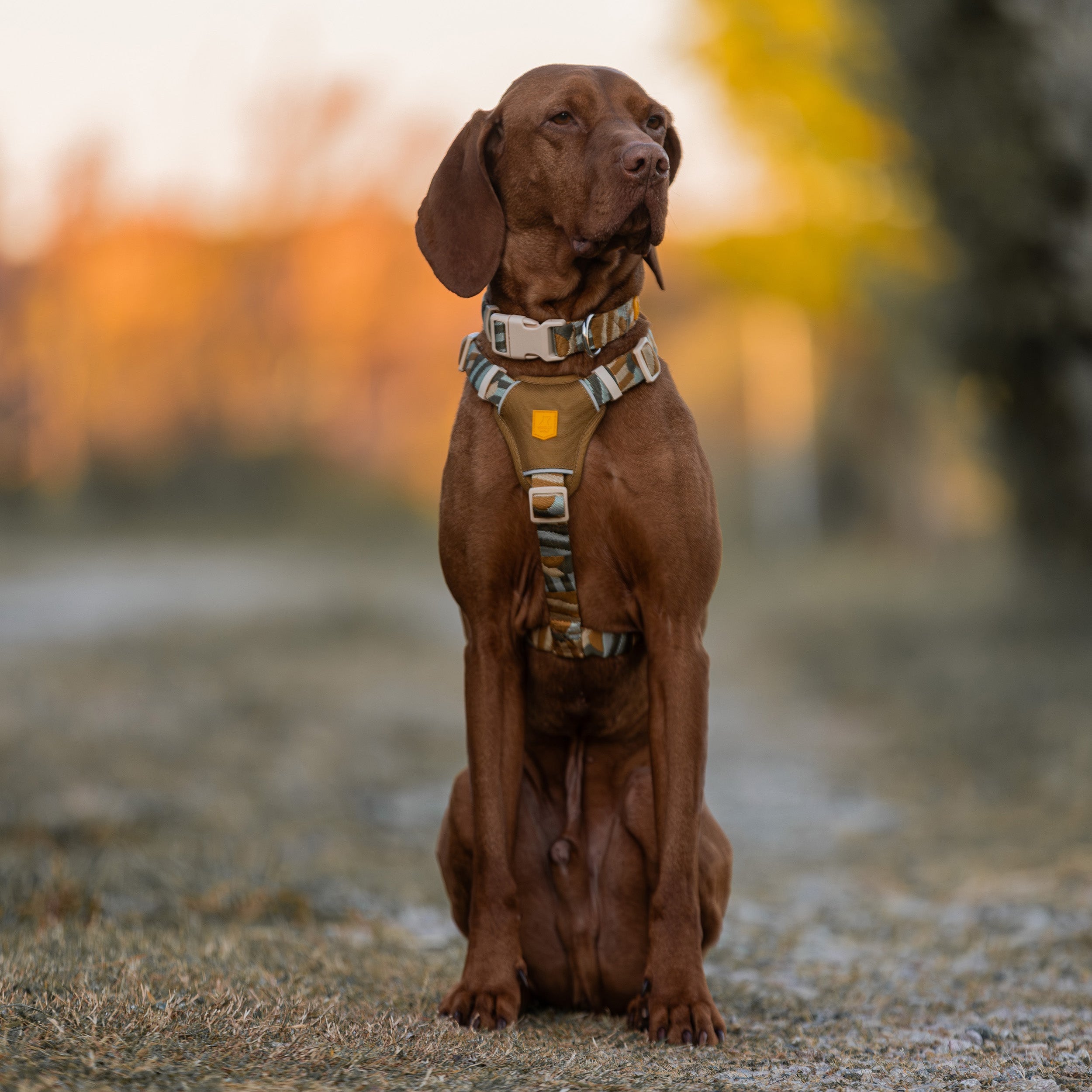 Brown dog wearing a patterned harness sits on a path with a blurred autumn background.