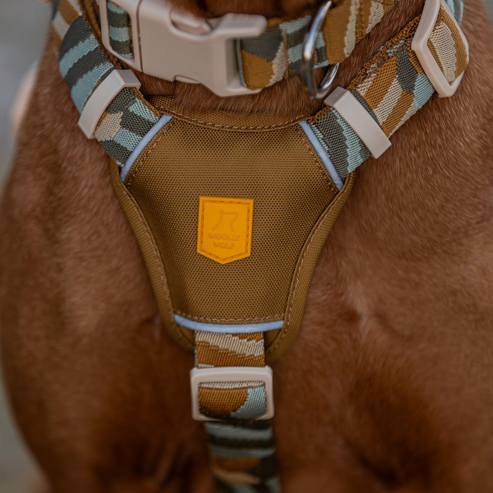 Close-up of a dog wearing a brown harness with blue and tan striped straps and a yellow patch on the chest.