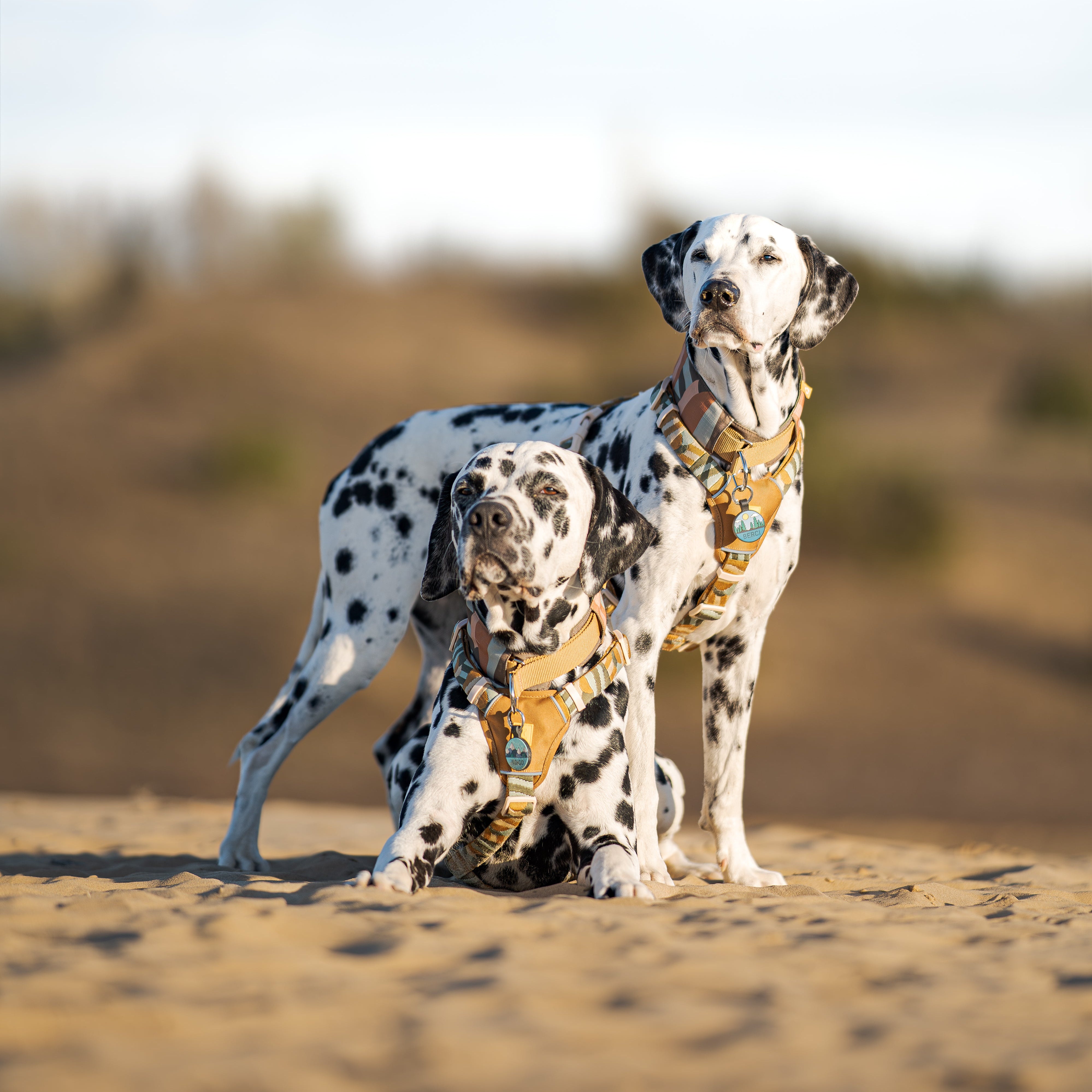 Two Dalmatians wearing harnesses stand together on sandy ground with a blurred outdoor background.