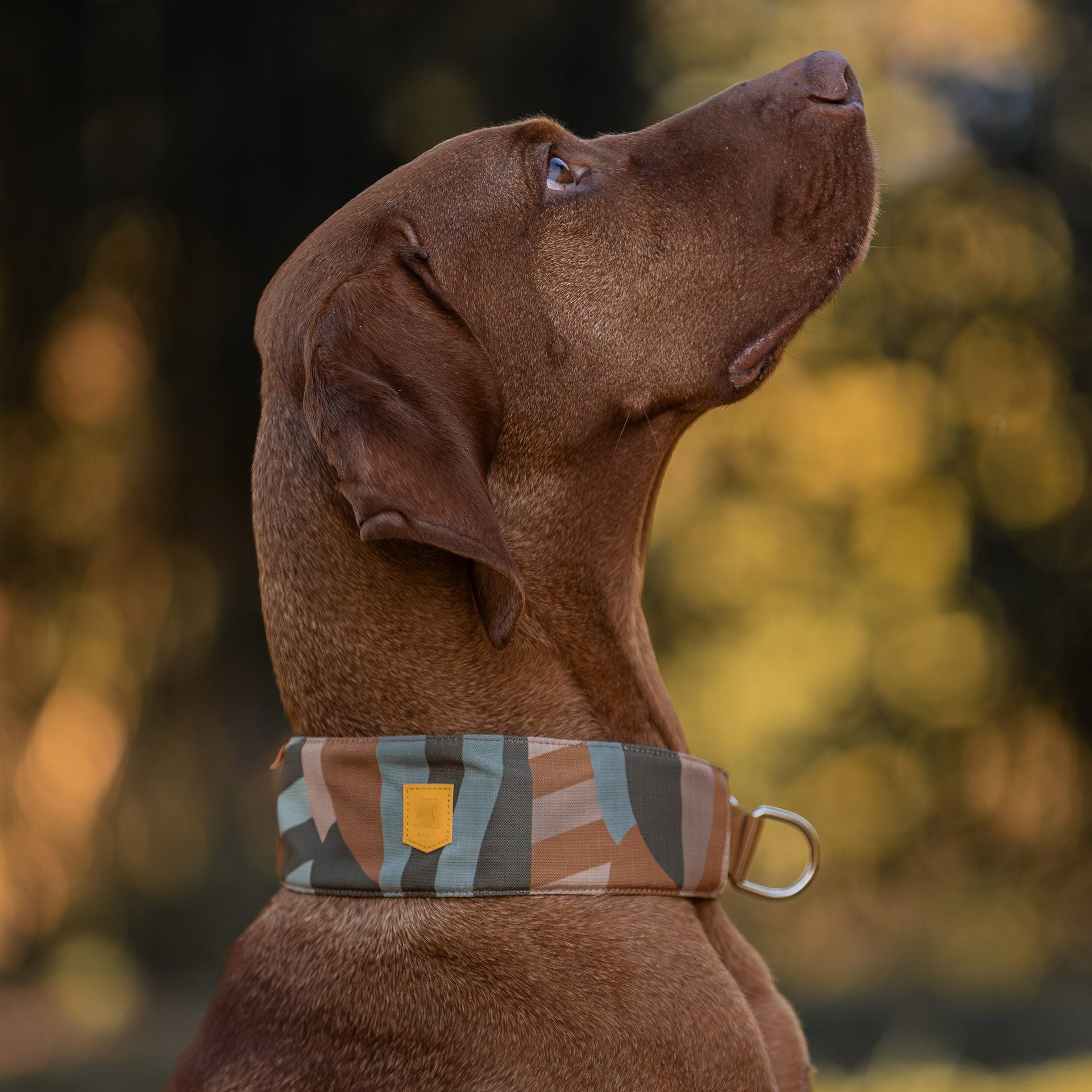 A brown dog wearing a patterned collar looks upward with a blurred outdoor background.