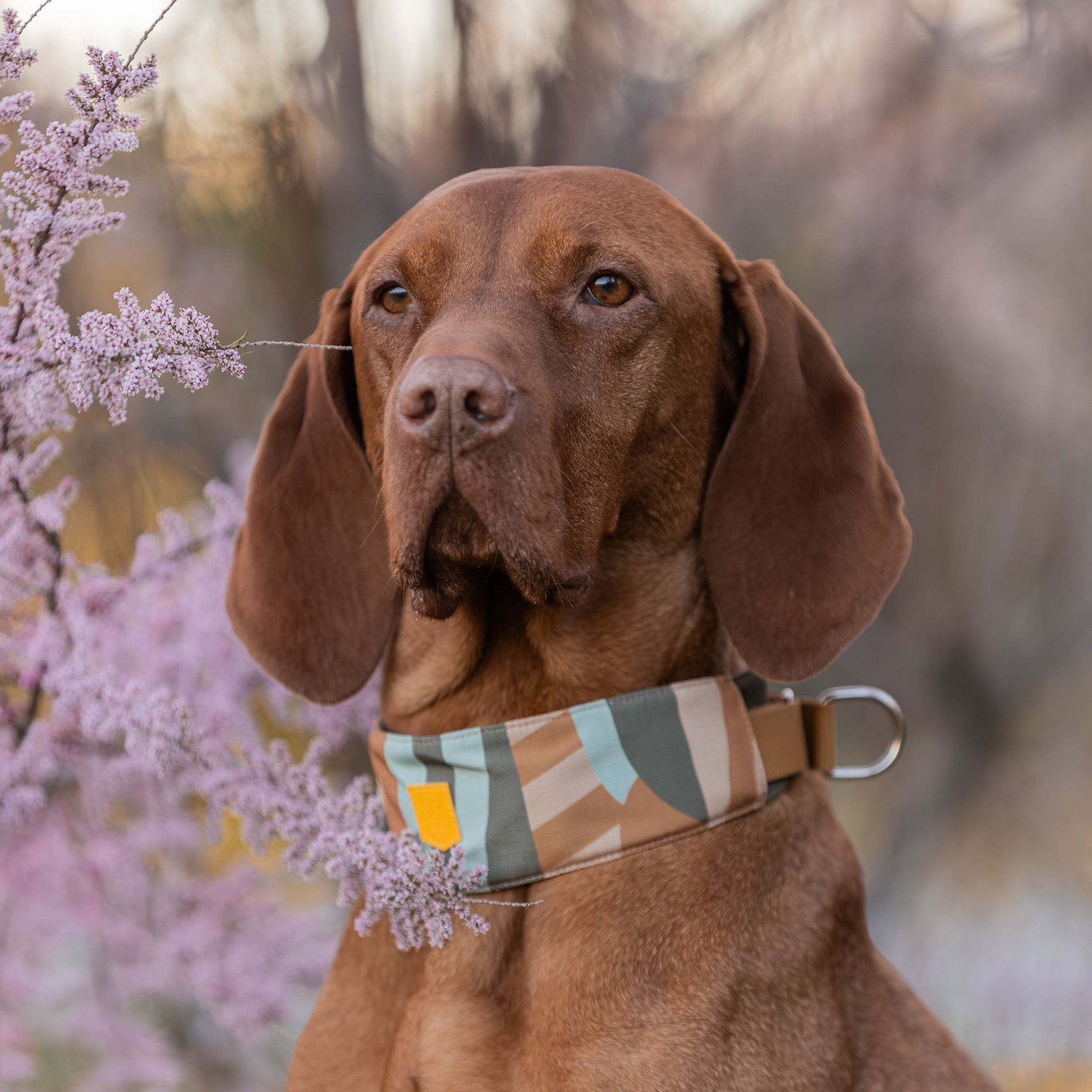 Brown dog with floppy ears and a patterned collar sits beside pink flowering branches outdoors.