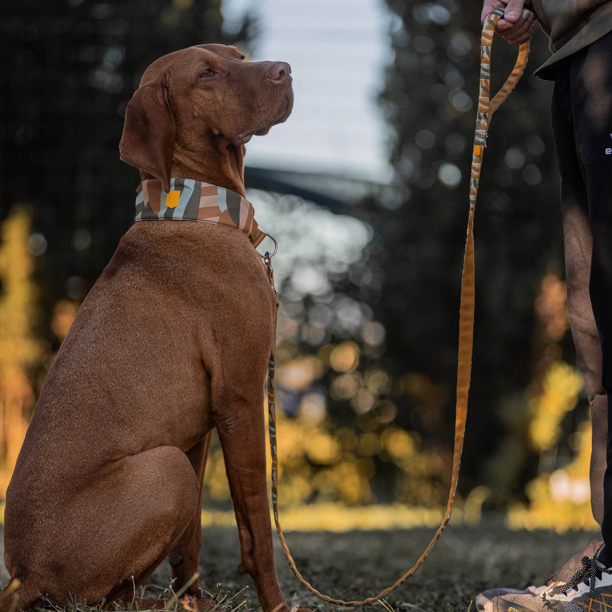 Brown dog in a checkered collar sits on grass, leashed, looking up at person holding the leash outdoors.