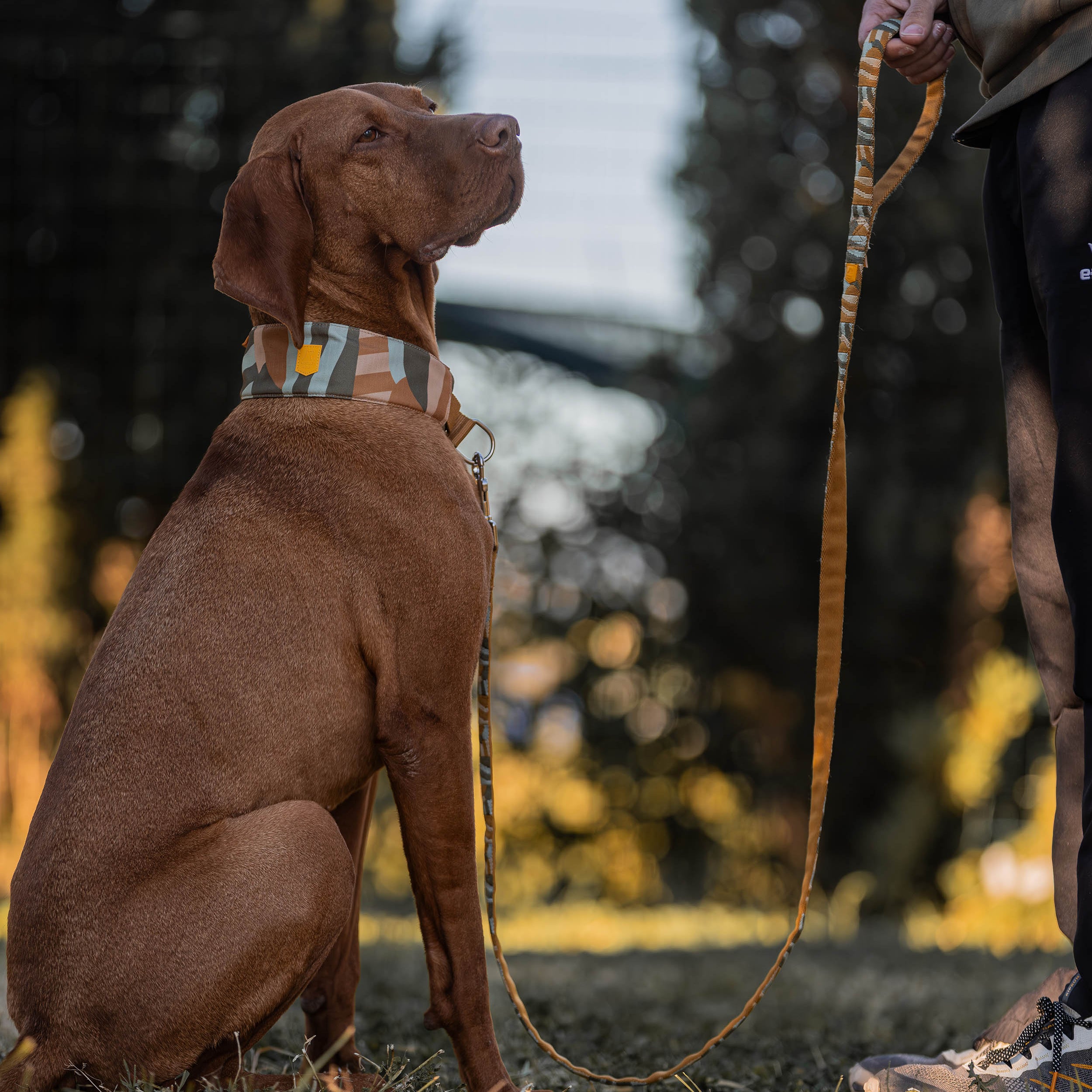 A brown dog sits on grass, leashed to a person standing nearby in an outdoor setting.