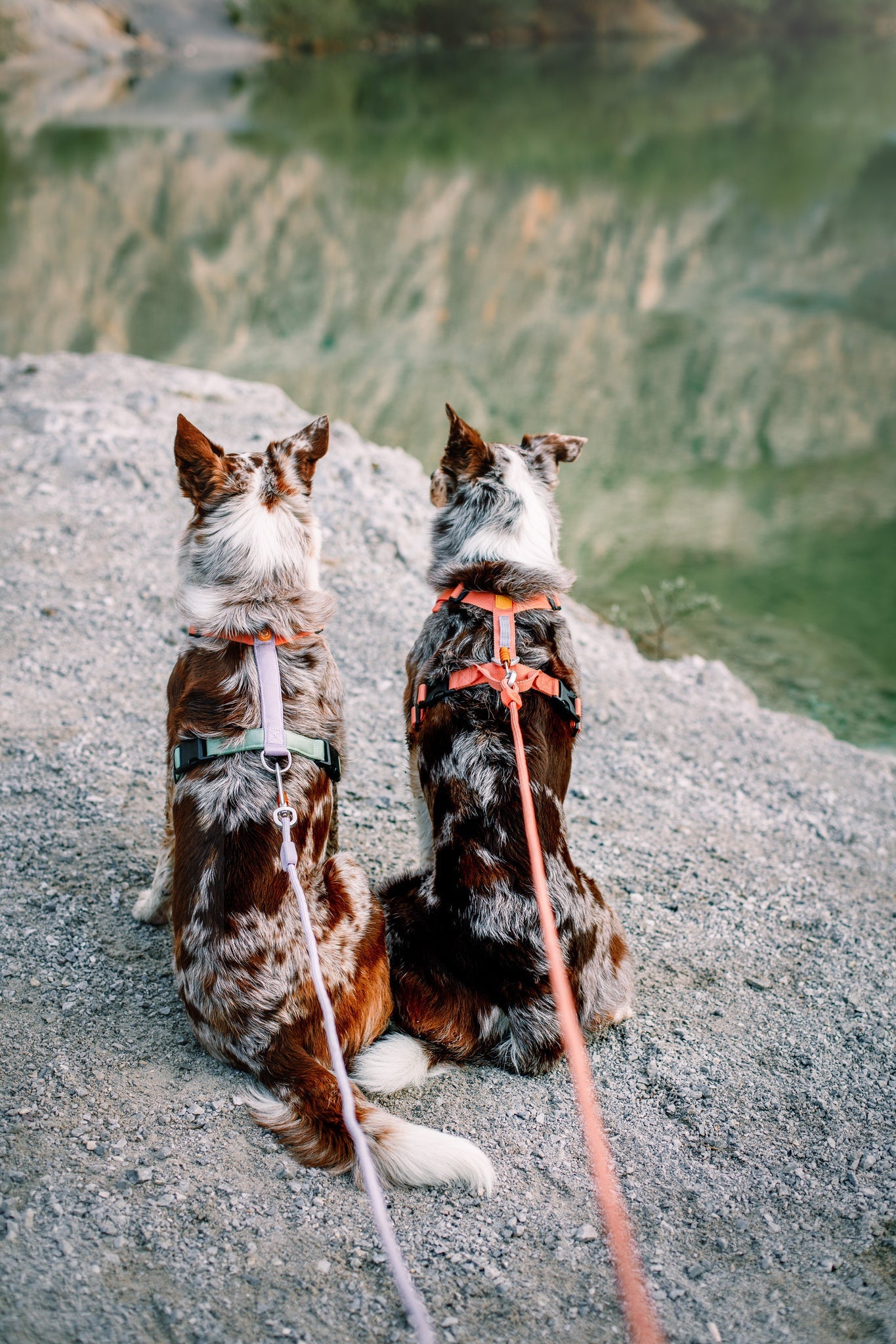 Color Block Dog Harness - XXSPink