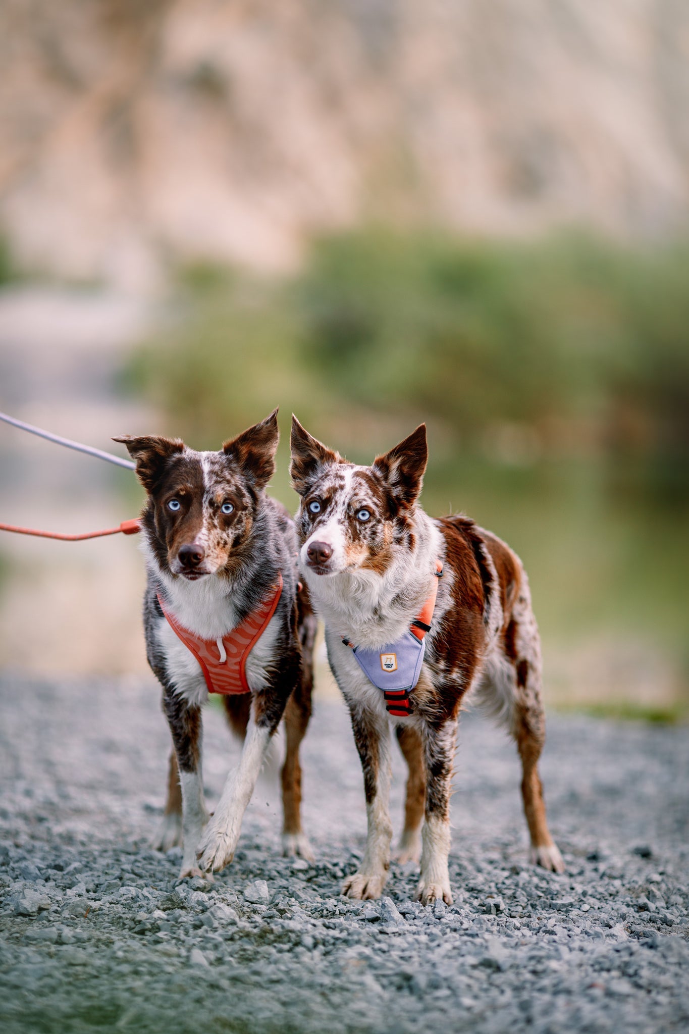 Color Block Dog Harness - XXSPink