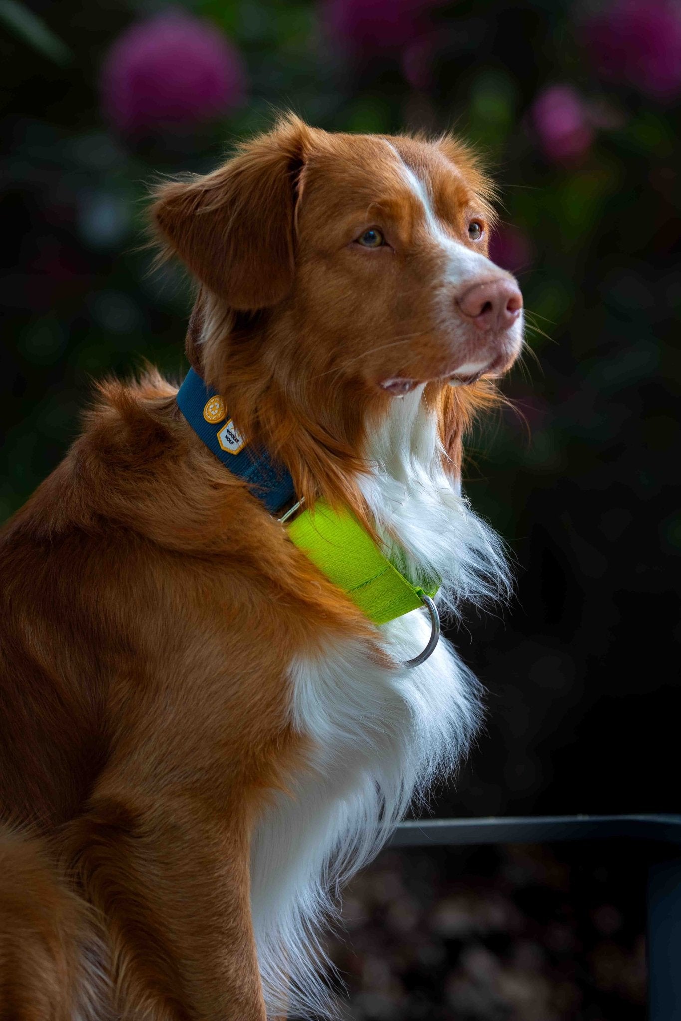 Color Block Martingale Collar Deep Teal Mix - S