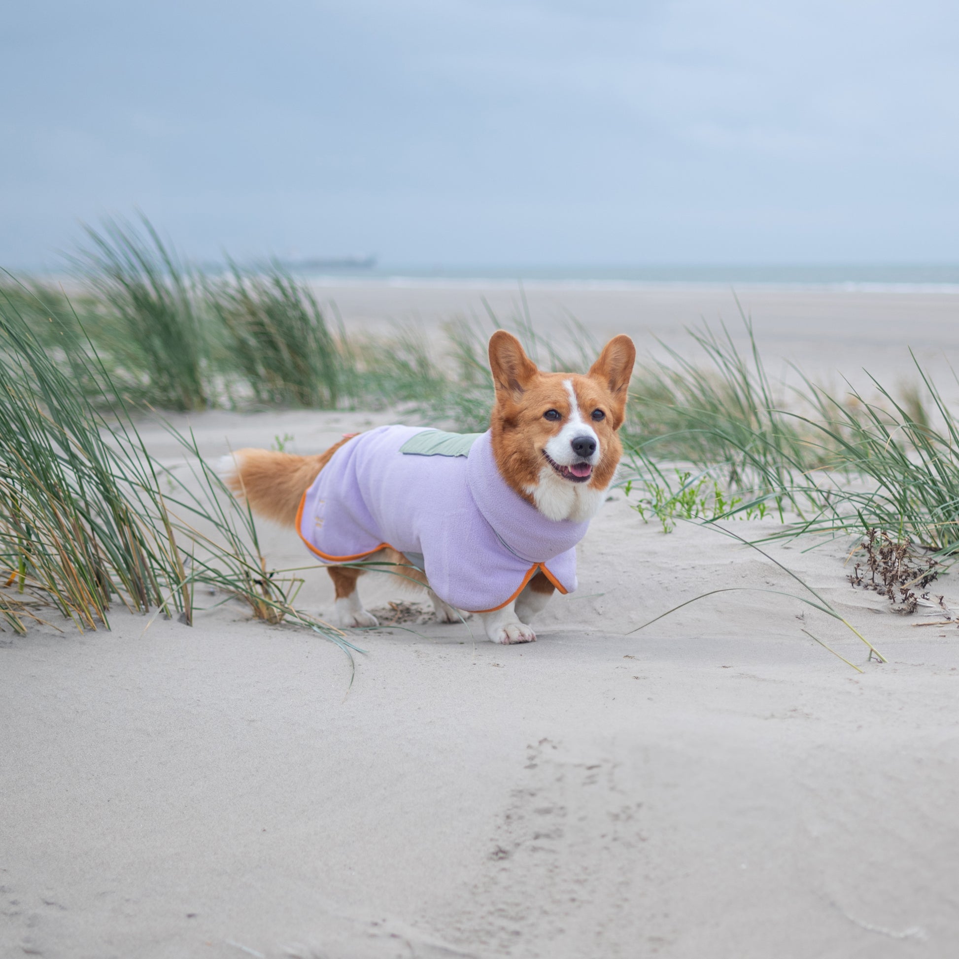 A corgi in a light purple coat stands on a sandy beach with grass and cloudy skies in the background.