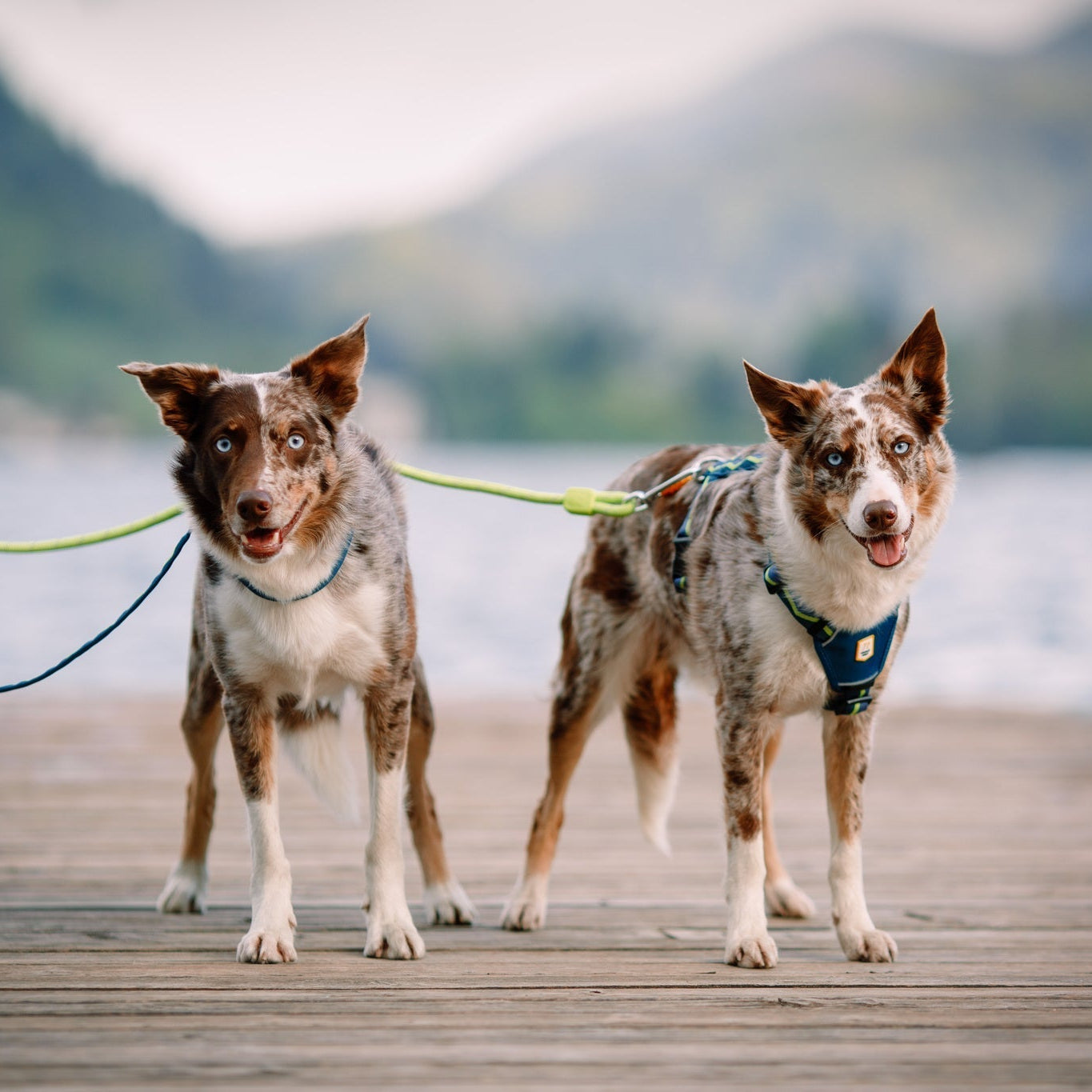 Horizon Dog Harness - XXS