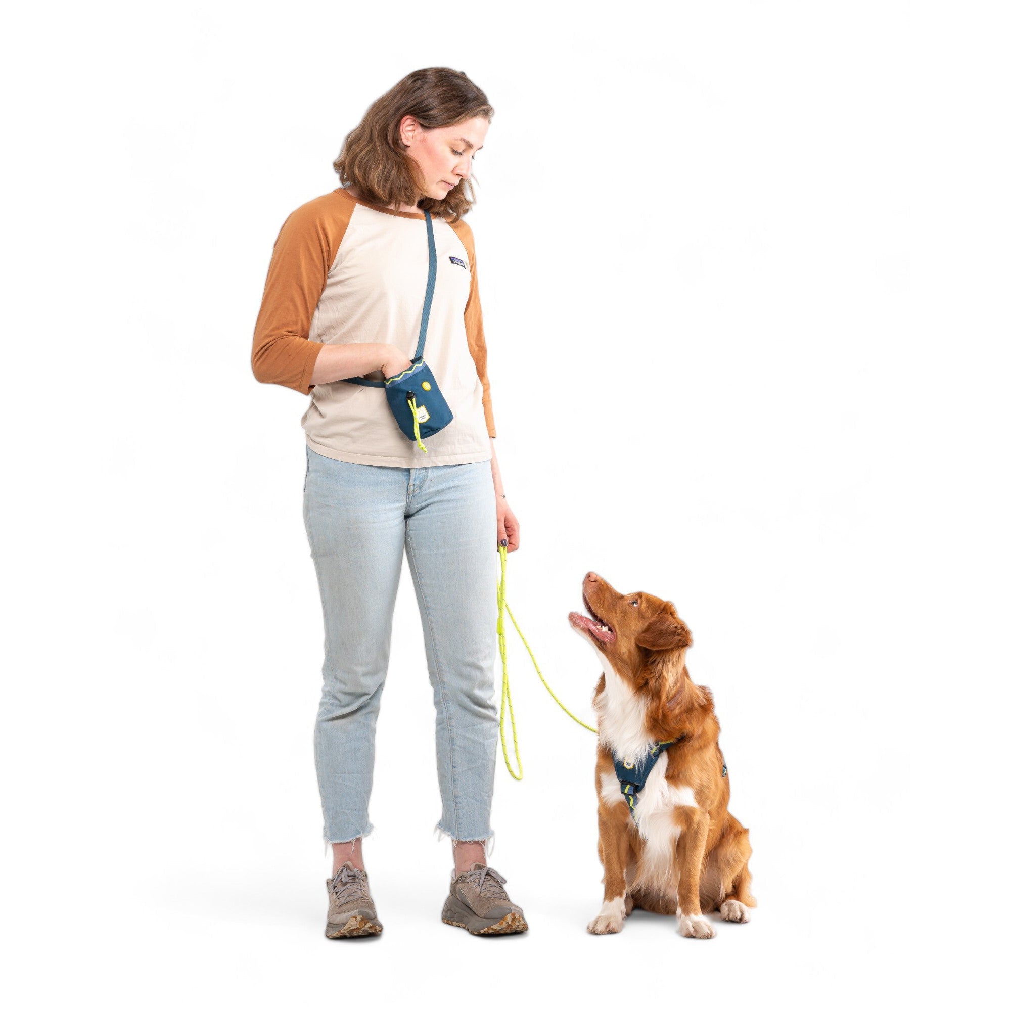 Woman with treat pouch trains a Nova Scotia Duck Tolling Retriever on a white background.