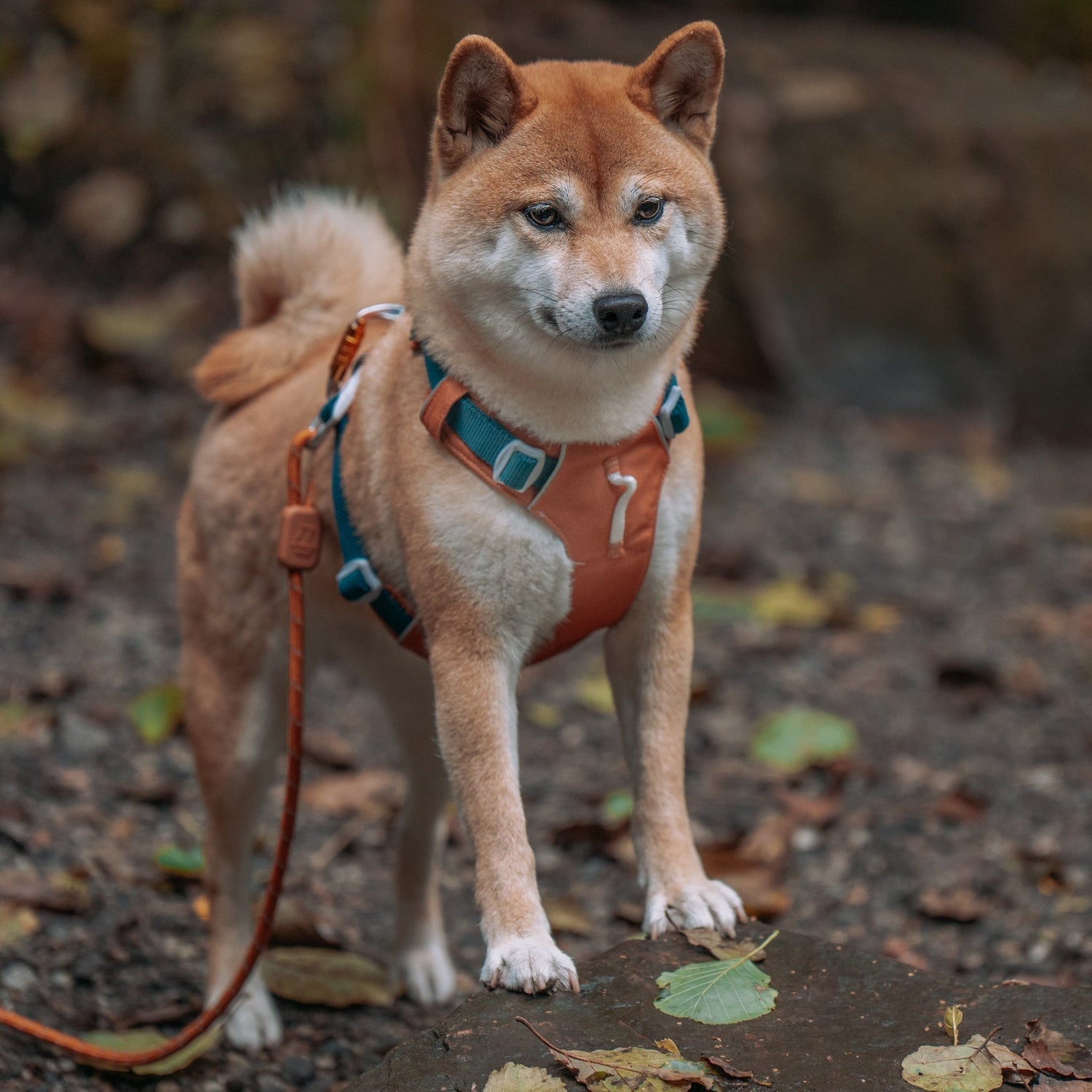 Woolly Wolf