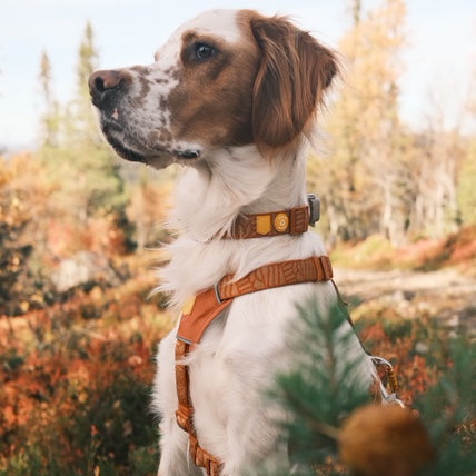 English Setter wearing a patterned orange harness and collar in an autumnal forest.